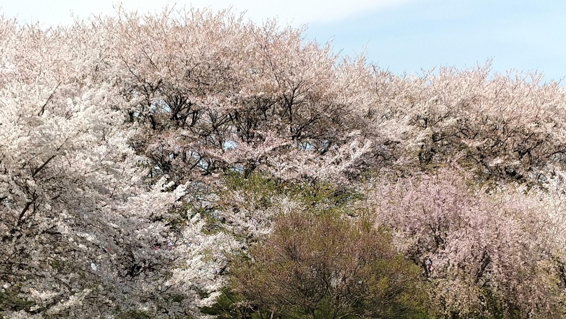 5分落ち（5分咲き）の桜（2024年4月13日撮影）
