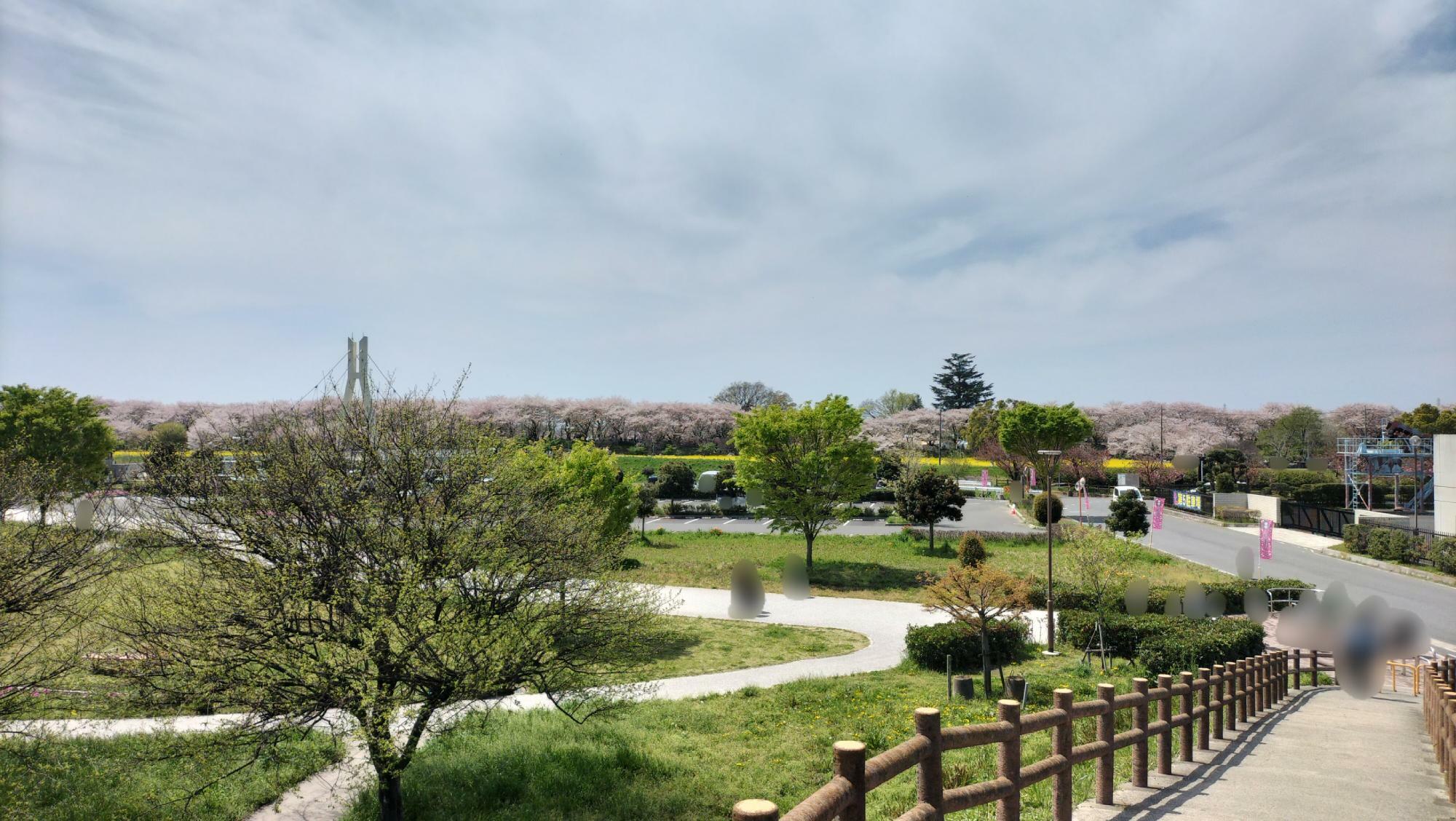 権現堂3号公園の「展望の丘」からの景観（2024年4月13日撮影）