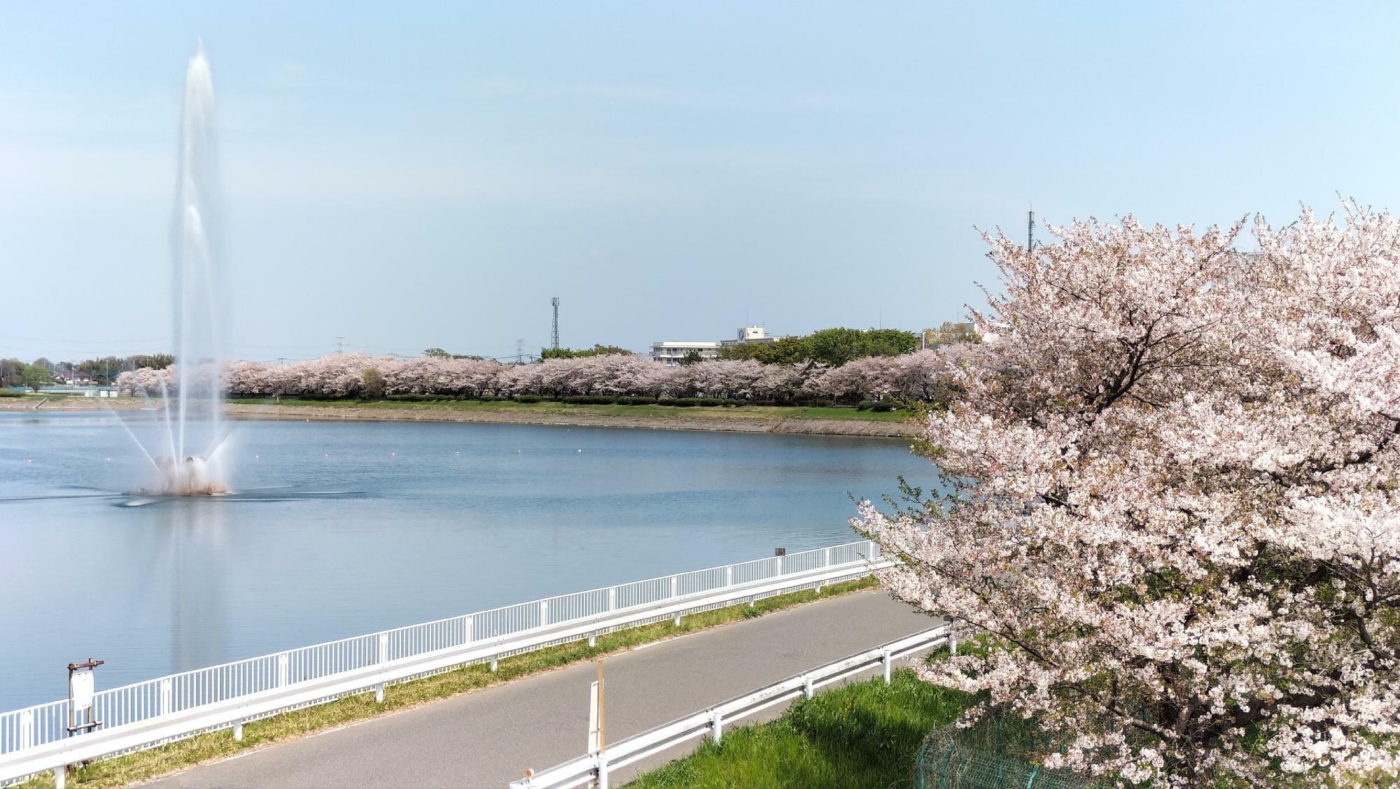 行幸湖の噴水と桜（2024年4月13日撮影）