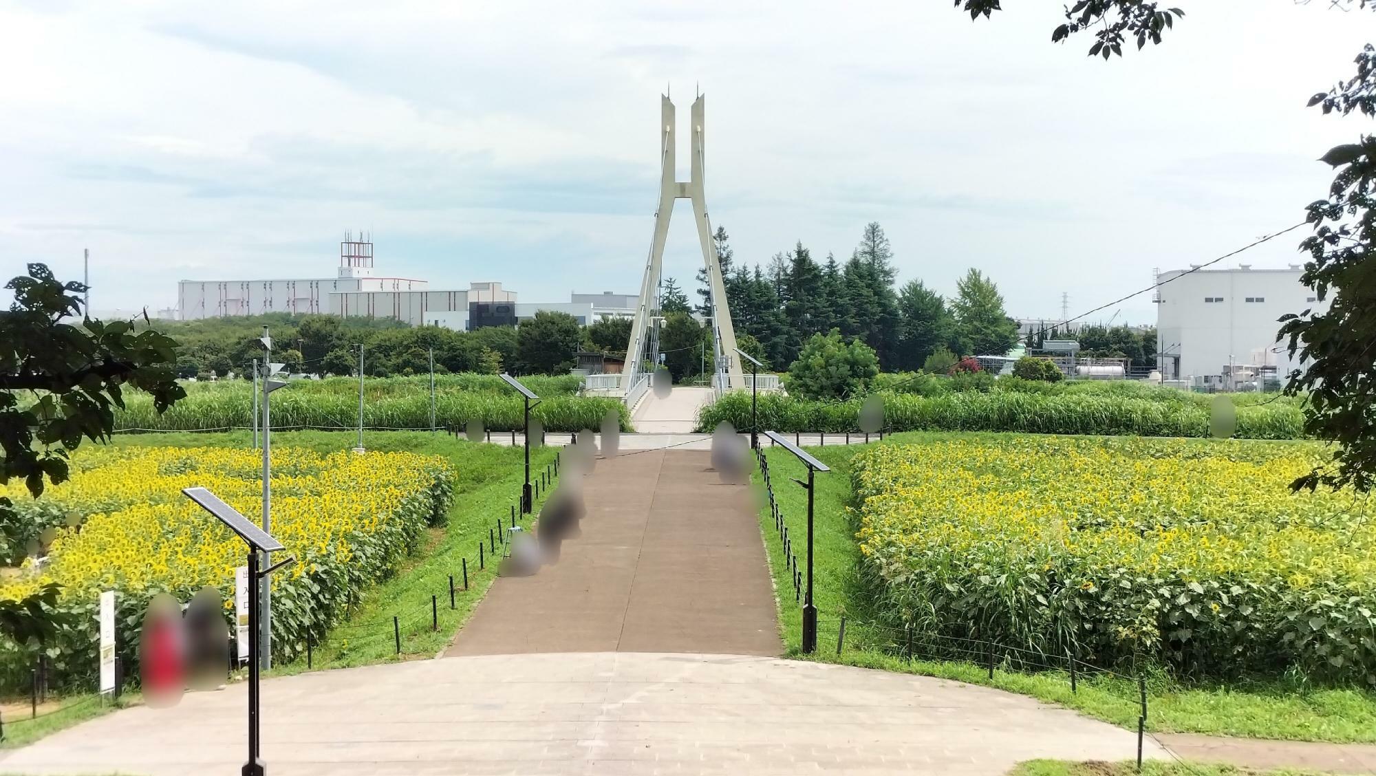 「外野橋」と周辺のひまわりなど