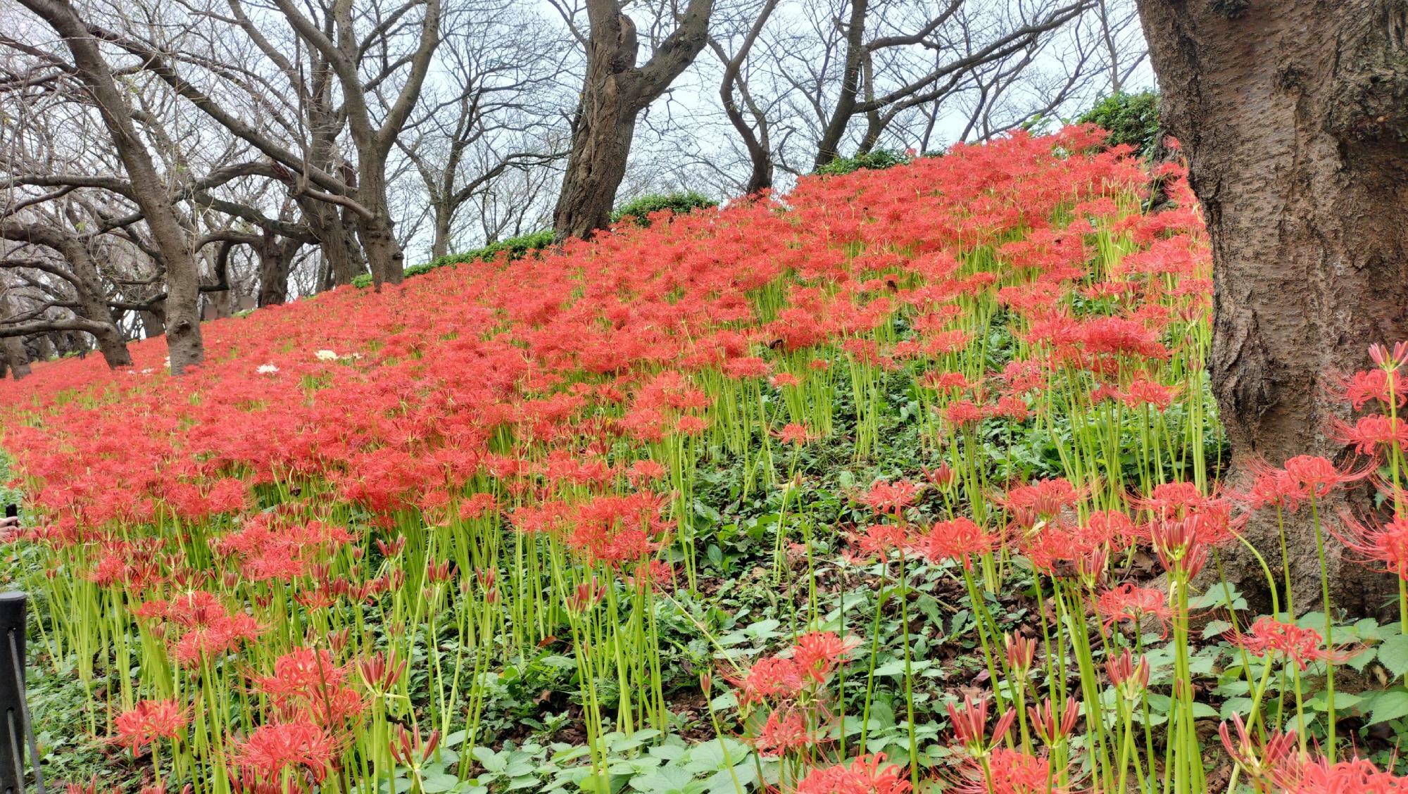 曼珠沙華（撮影日:令和6年9月29日）