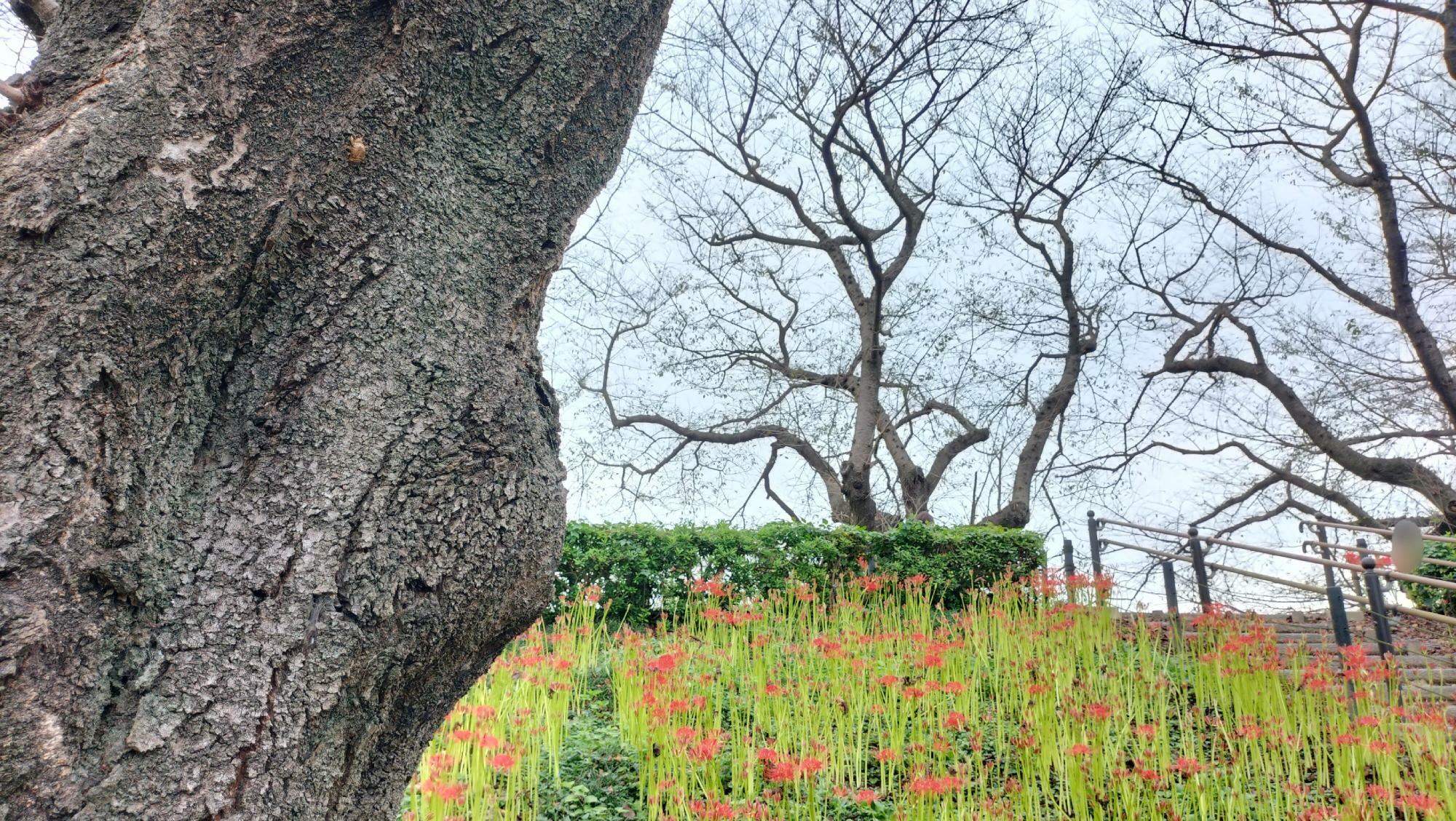 セミの抜け殻と曼珠沙華