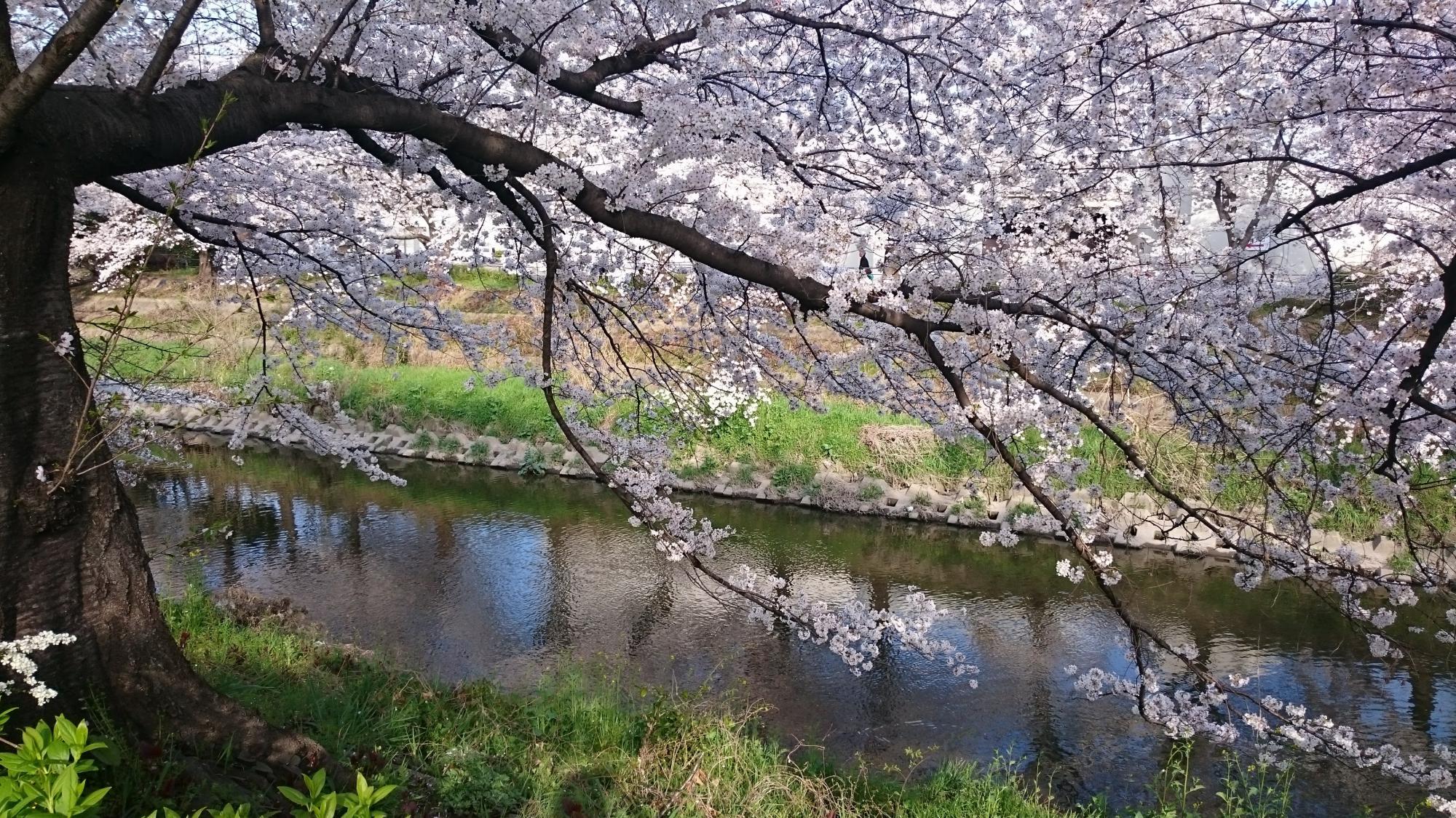 桜の開花に合わせてチェック！～桜前線や桜流し、桜蕊降る～桜