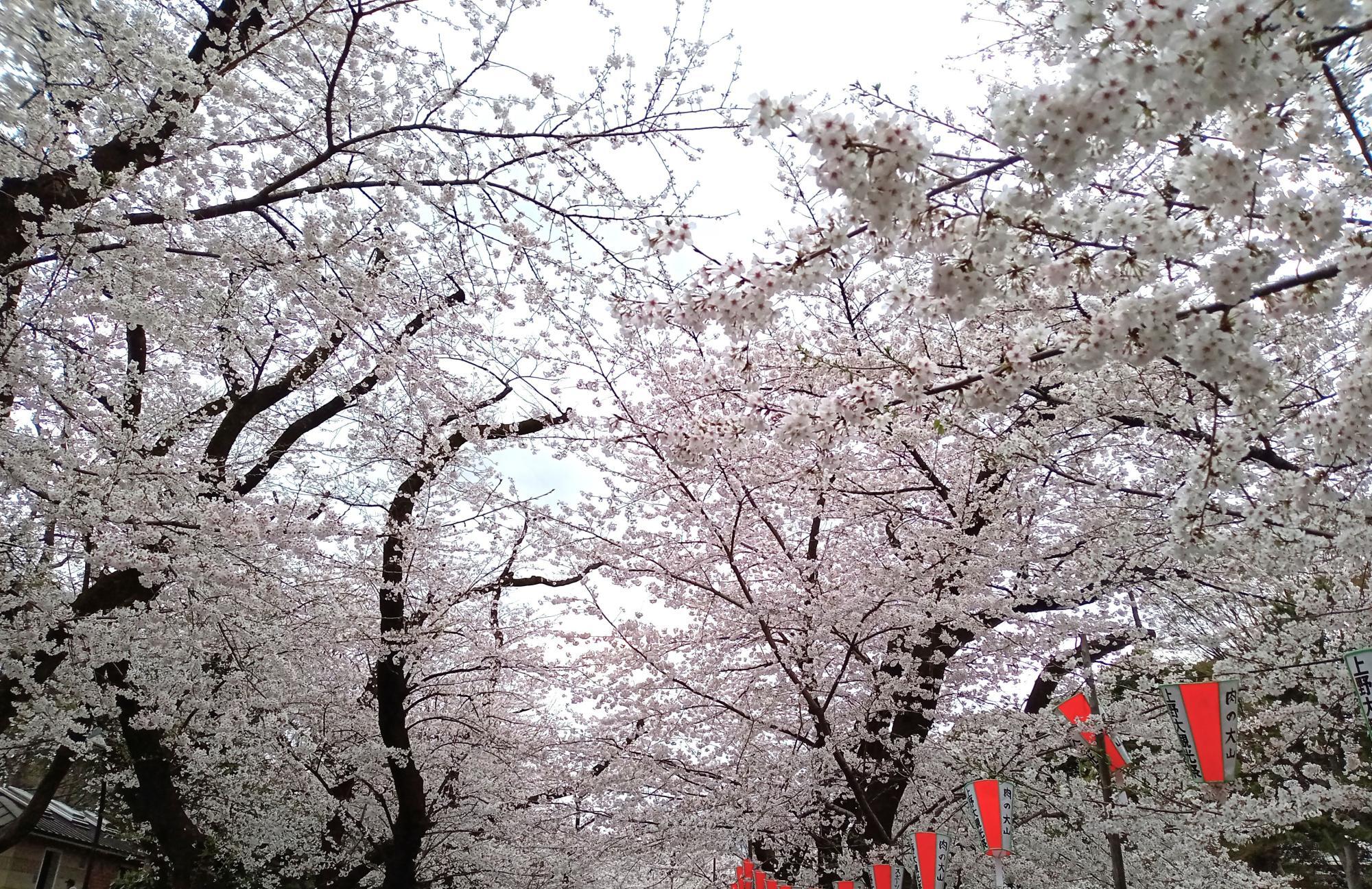 速報 桜開花状況】東京の桜が「満開」 平年より9日、去年より5日