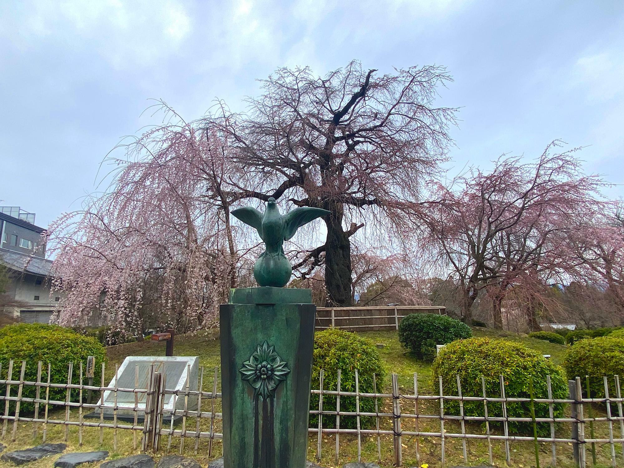 『祇園枝垂桜』
