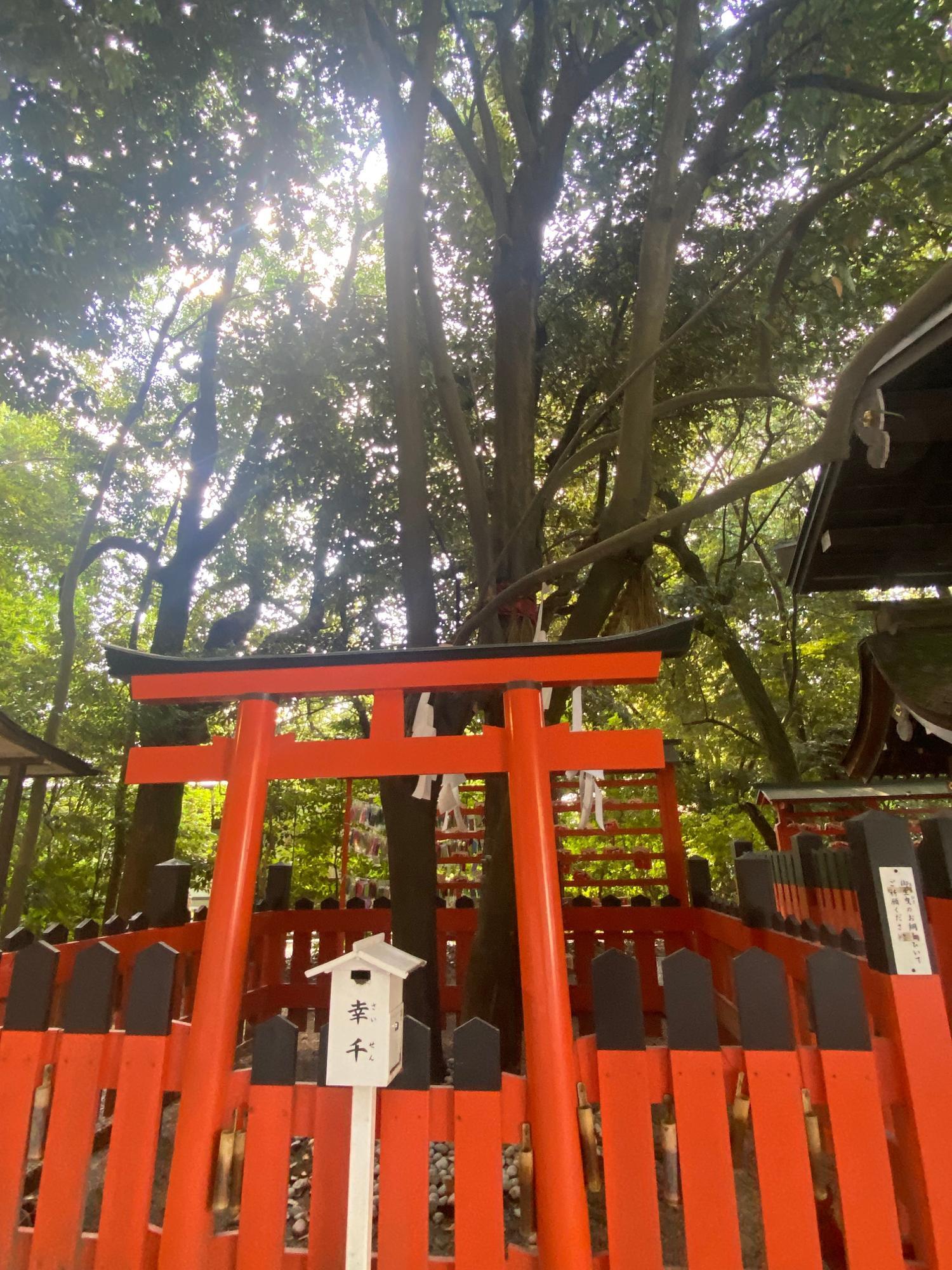 京都市】左京区『下鴨神社』パワースポット「相生社」は〜京の七 京都市】左京区『下鴨神社』パワースポット「相生社」は〜京の七