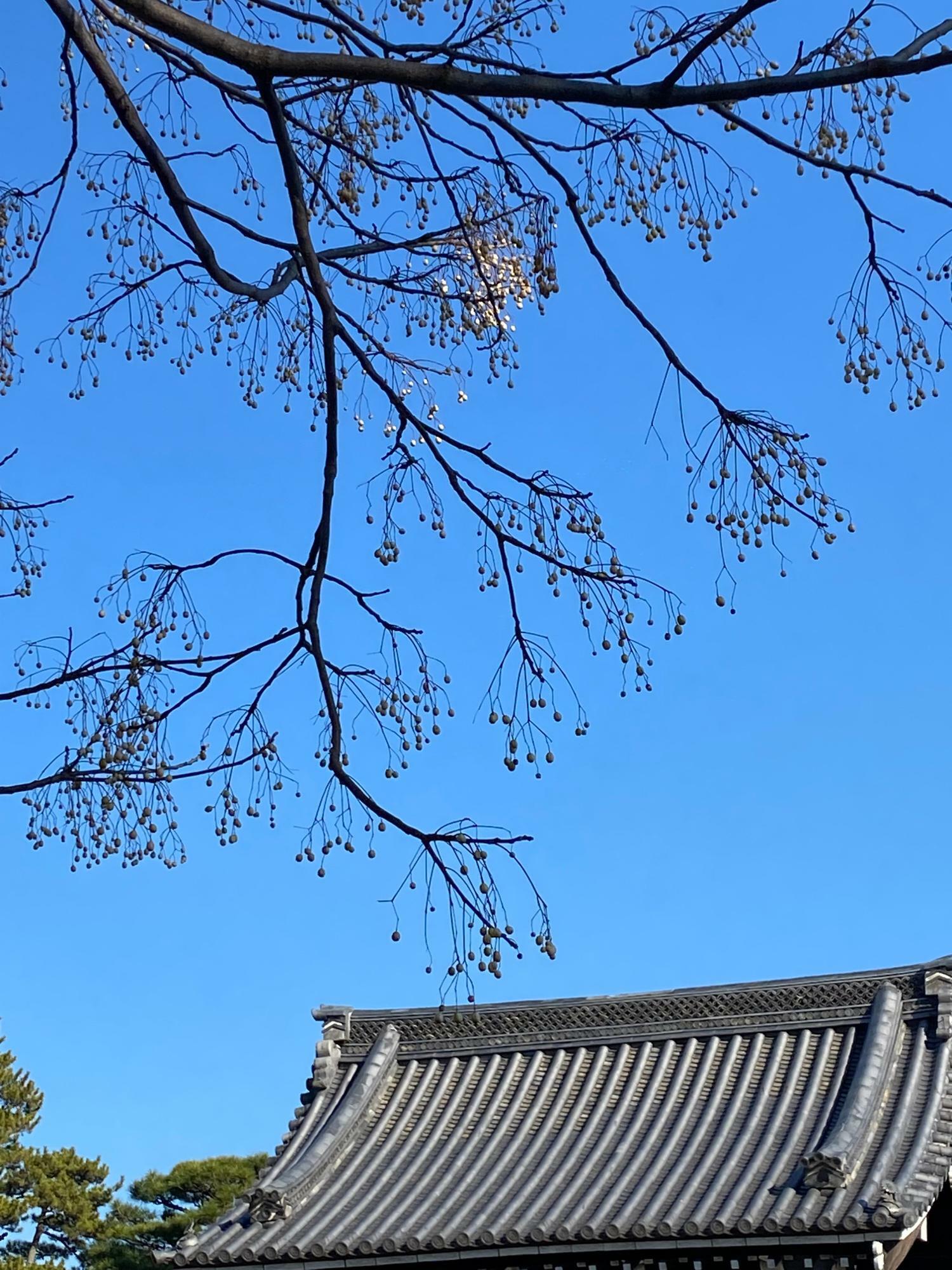 京都市】上京区 京都御所内『宗像神社』の「花山稲荷神社」は藤原北家