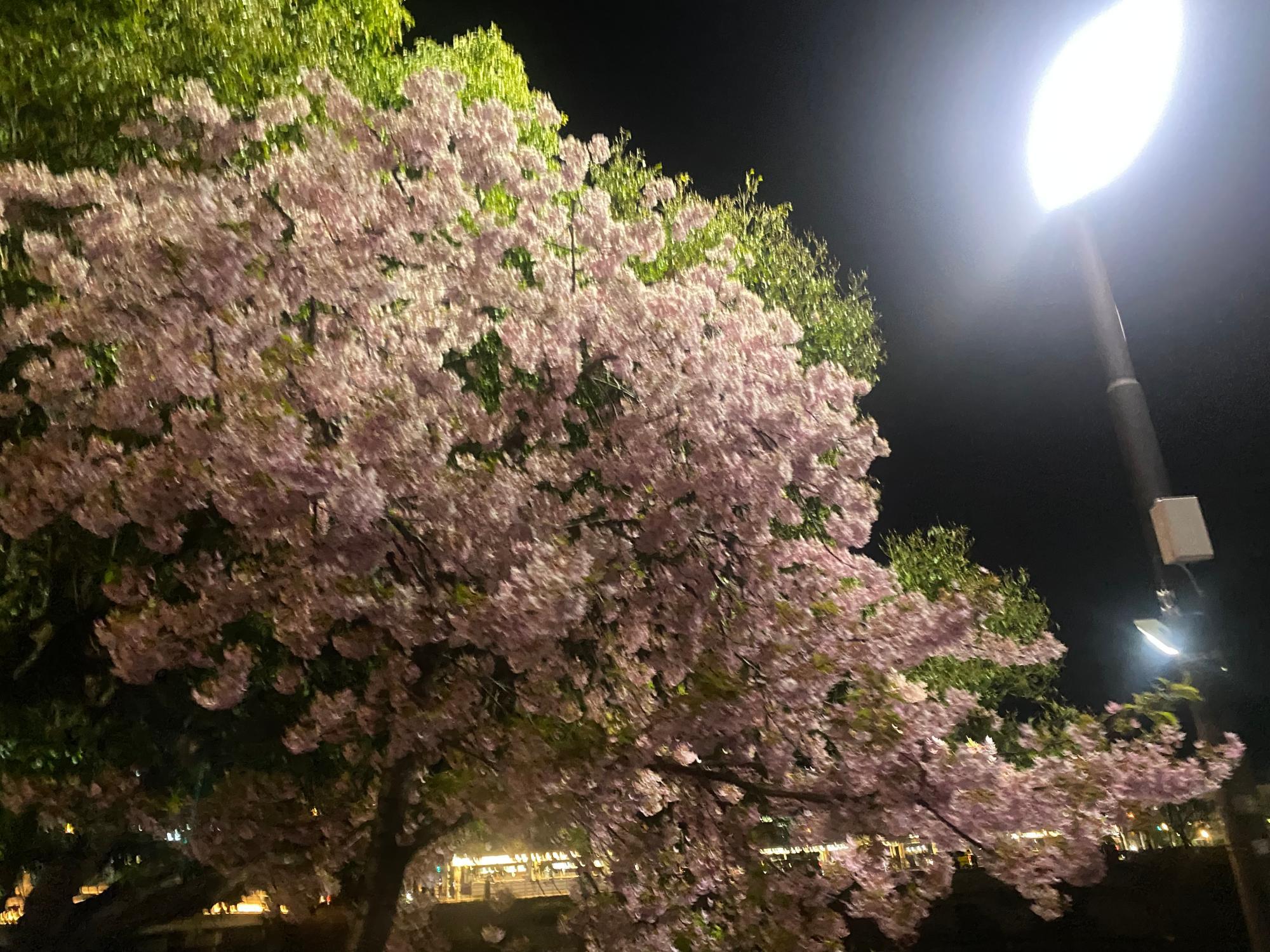 京都市】中京区『此付近 お龍 独身時代 寓居跡』と三条大橋界隈 京都市】中京区『此付近 お龍 独身時代 寓居跡』と三条大橋界隈