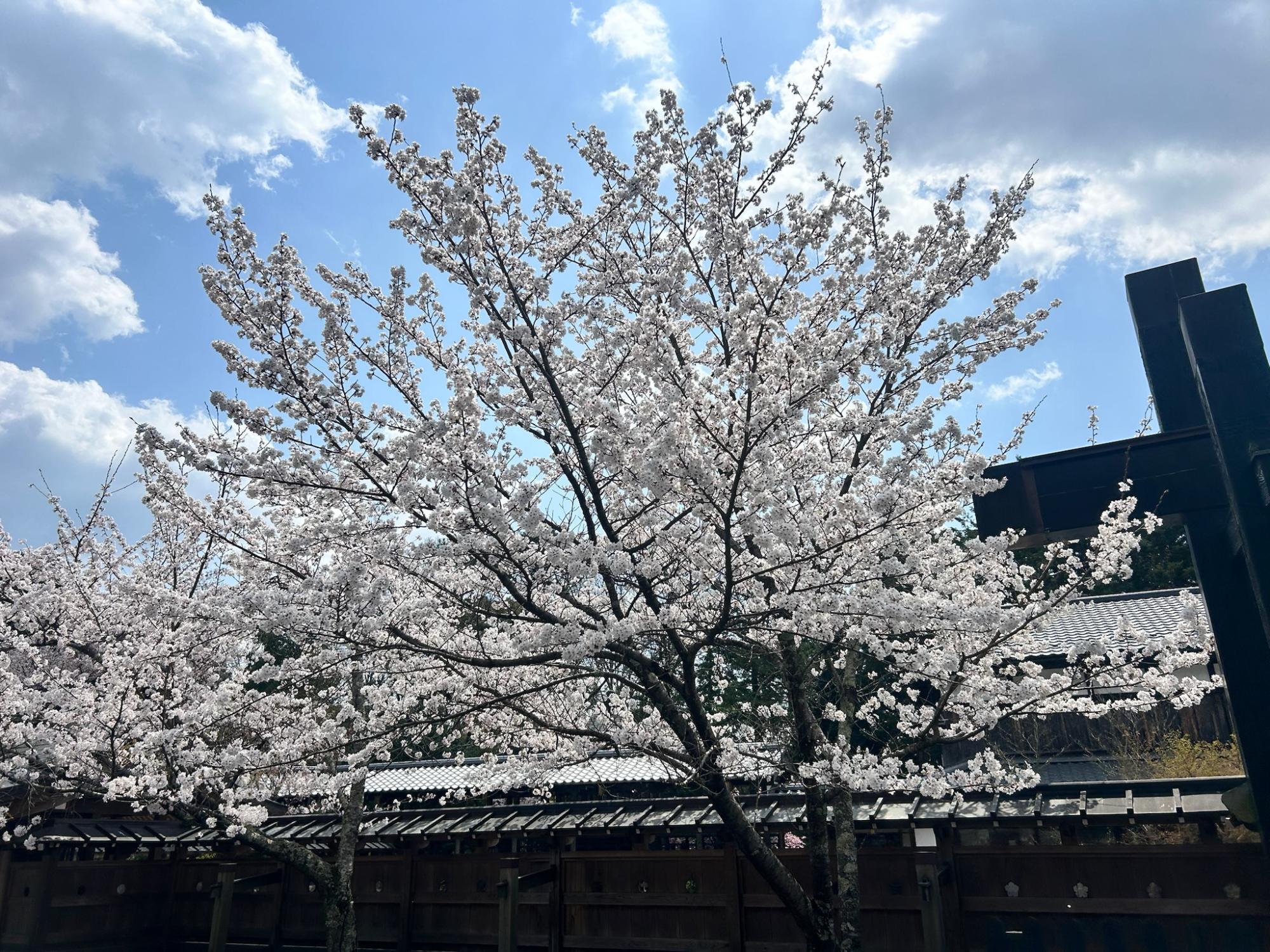 京都市】山科区 桜の名所である『琵琶湖疎水』にある「本圀寺 京都市】山科区 桜の名所である『琵琶湖疎水』にある「本圀寺