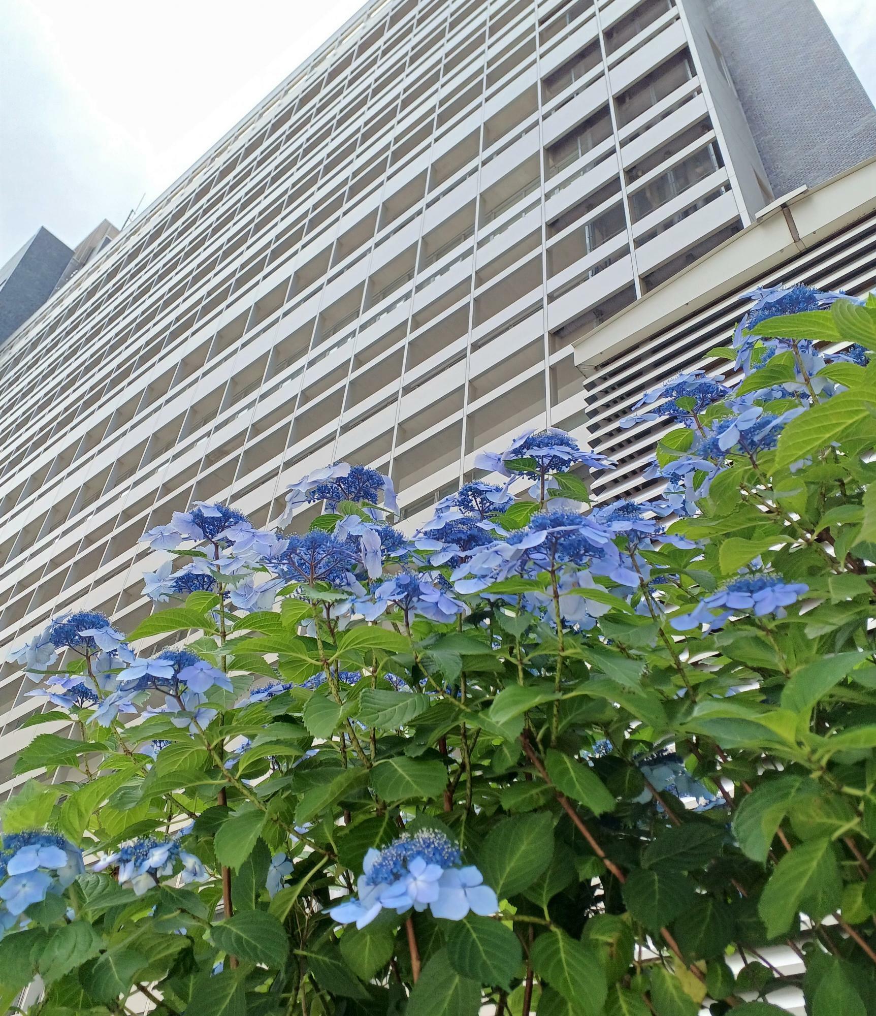 神奈川県庁新庁舎、2023/6/4撮影