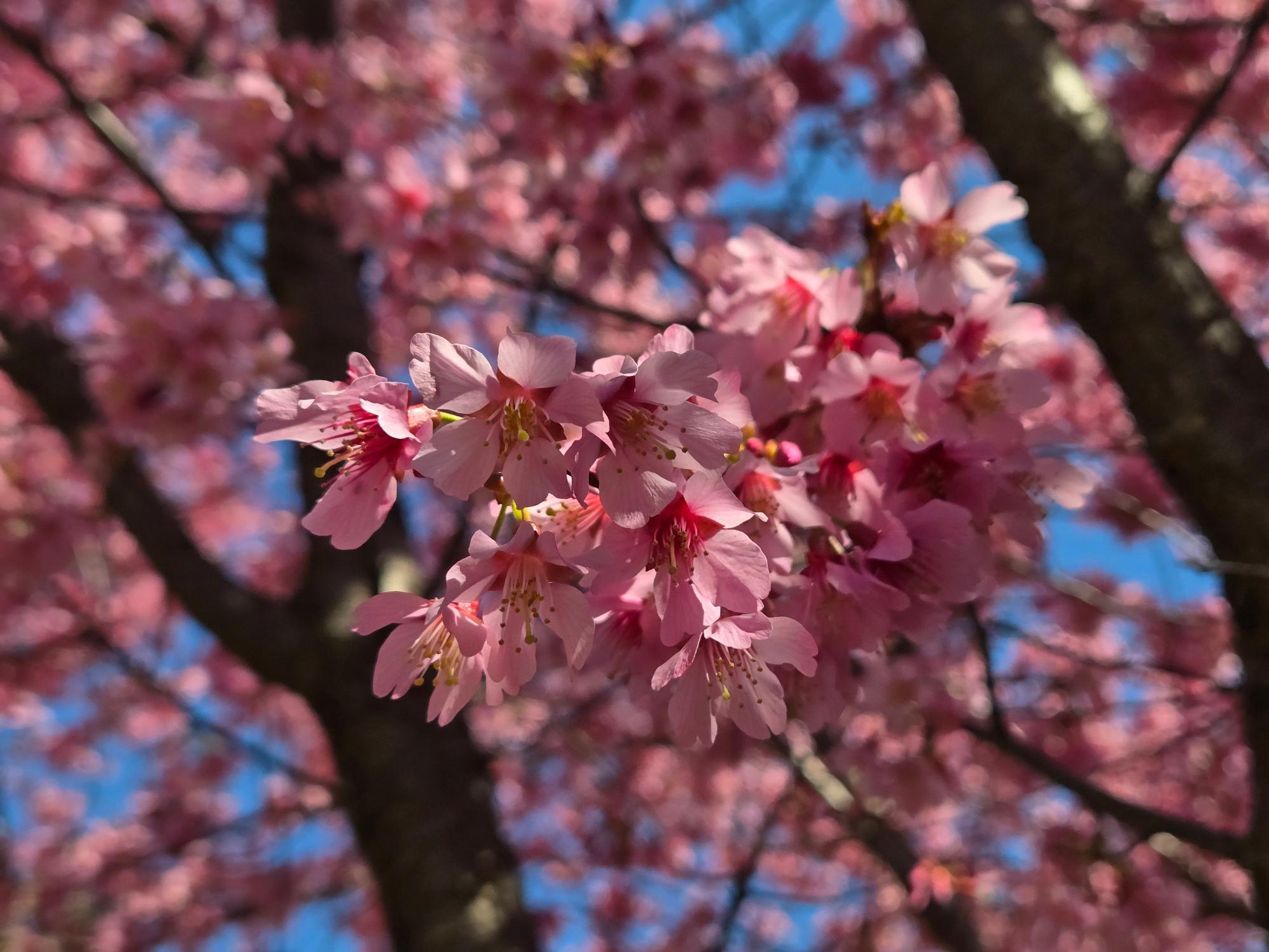 【原画・送料無料】春　迎春　お部屋でお花見気分　「桜」原画縦約40㎝×横約40㎝ 原画・送料無料】春 迎春 お部屋でお花見気分 「桜」原画縦約40