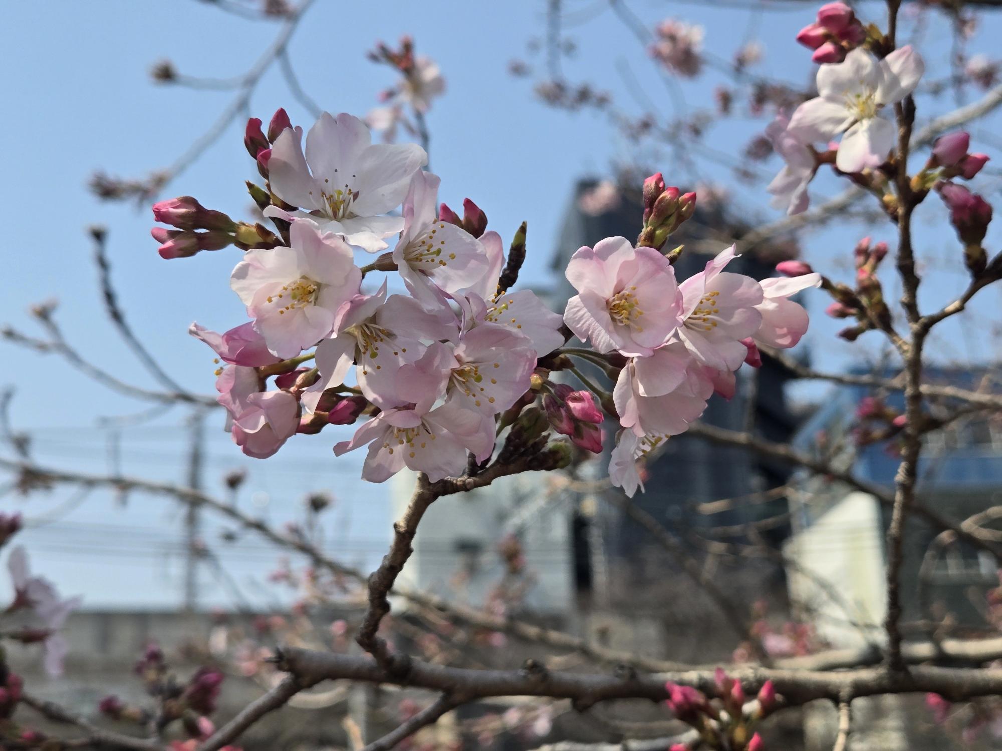 桜満開 川崎市多摩区の桜開花・満開 名所の天気情報 2025 - 日本気象