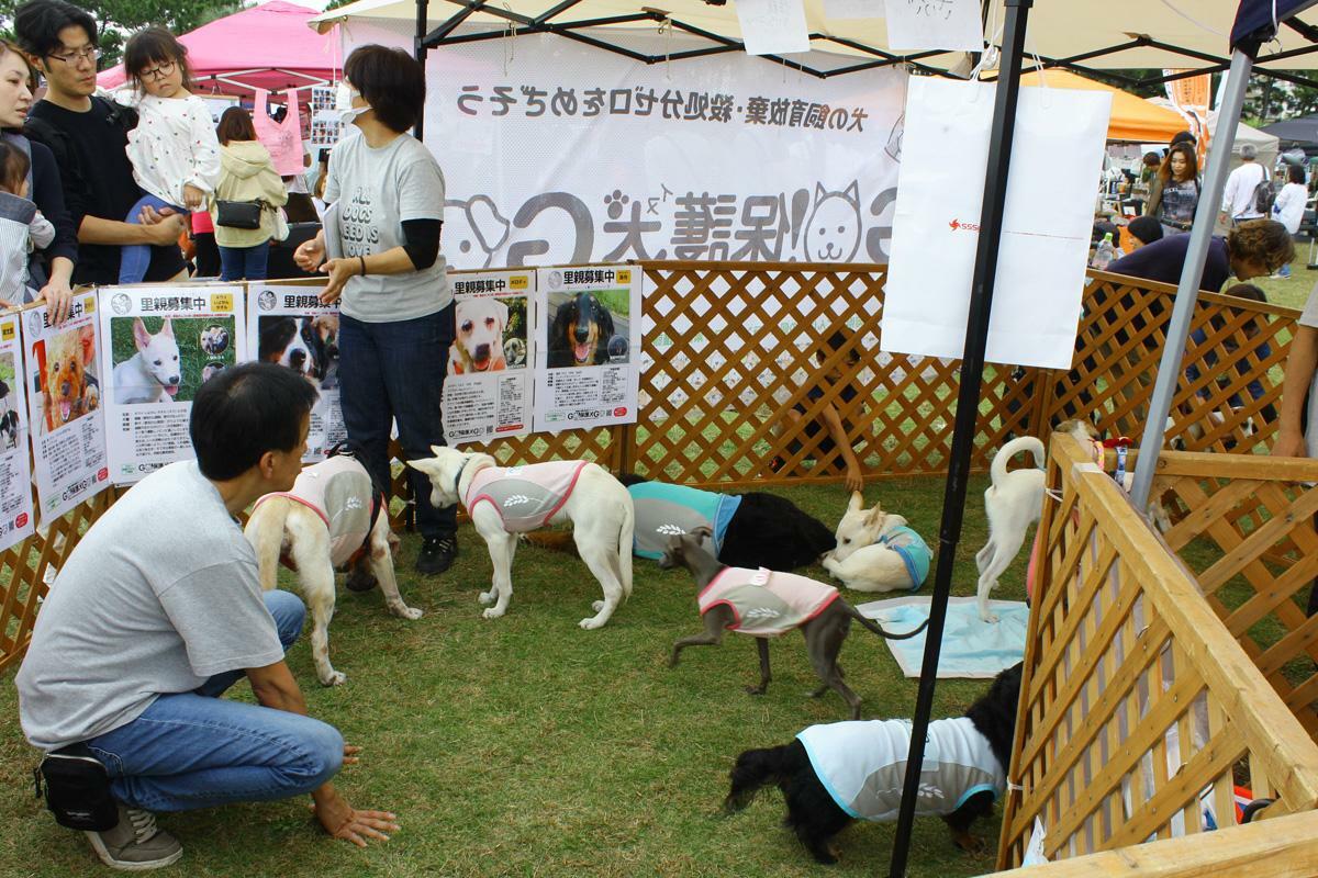 ブースのスタッフとしてサポートをしているのは、同団体から犬を引き取った里親の方々。県ごとにサポーターがおり、イベントがあるごとにお手伝いに参加してくれるとのこと。