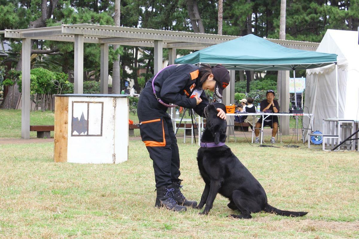 真っすぐな眼差しでコマンドを待つ救助犬のリーチ