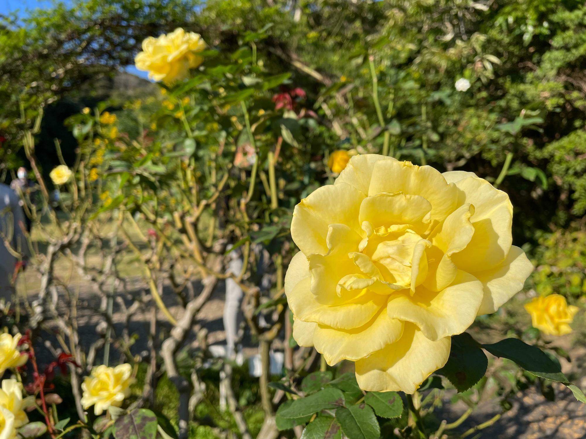 黄色が鮮やかなバラは鎌倉生まれのその名も「鎌倉」
