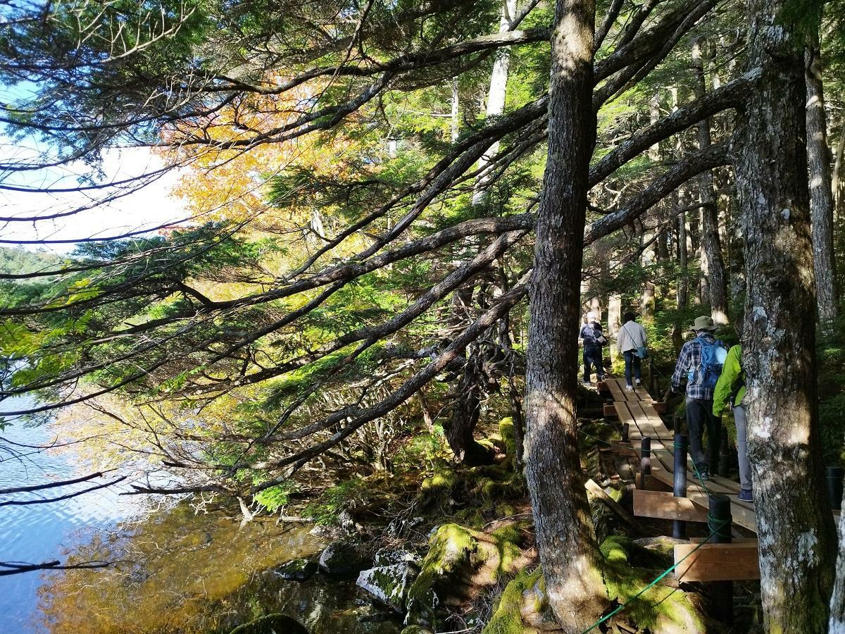 池に沿って敷設された木道