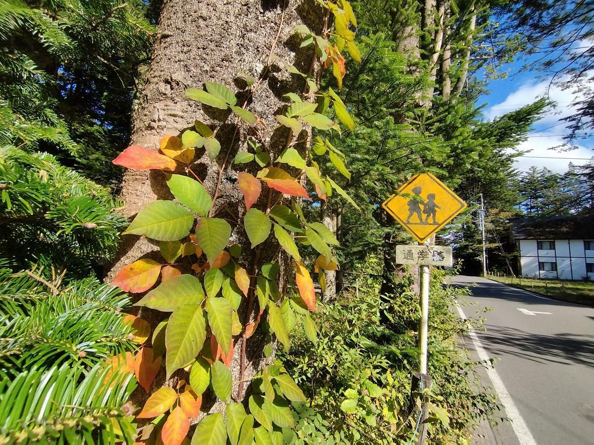 紅葉し始めたつる草