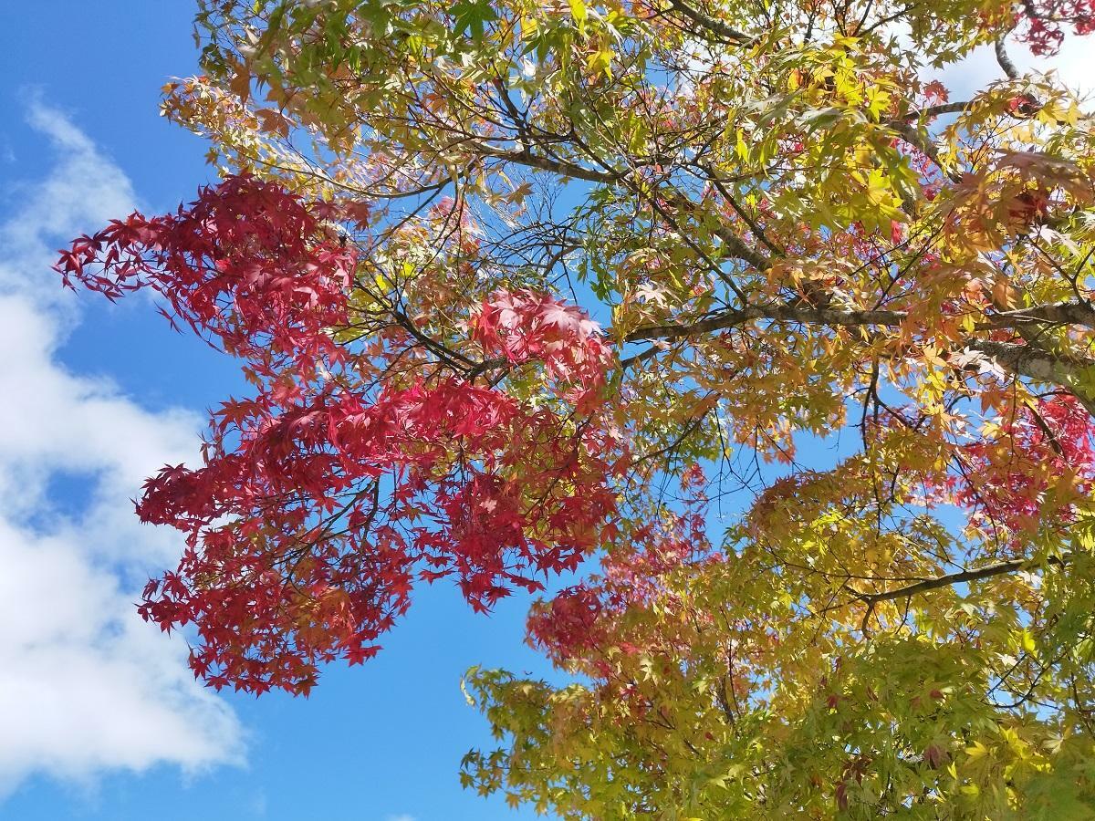 軽井沢本通りの紅葉