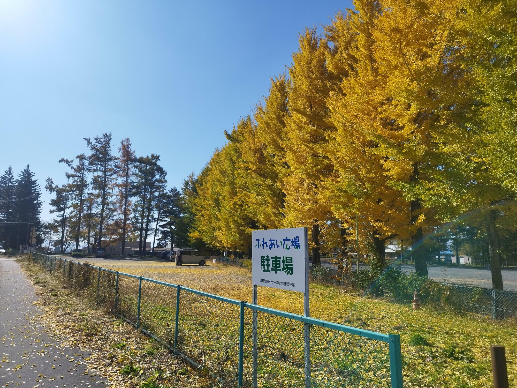 2024年11月13日の長野支場ふれあい広場駐車場