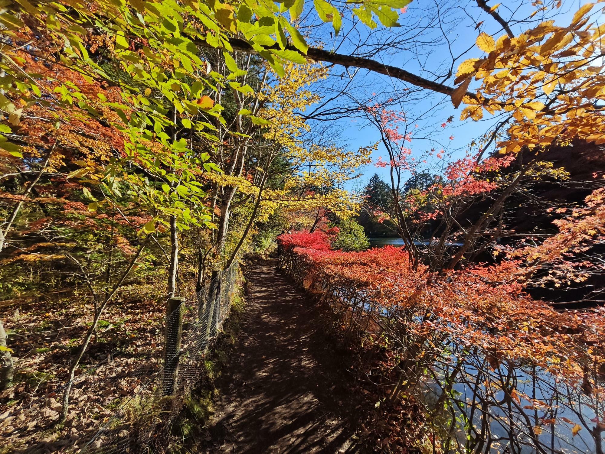 駒場池東岸