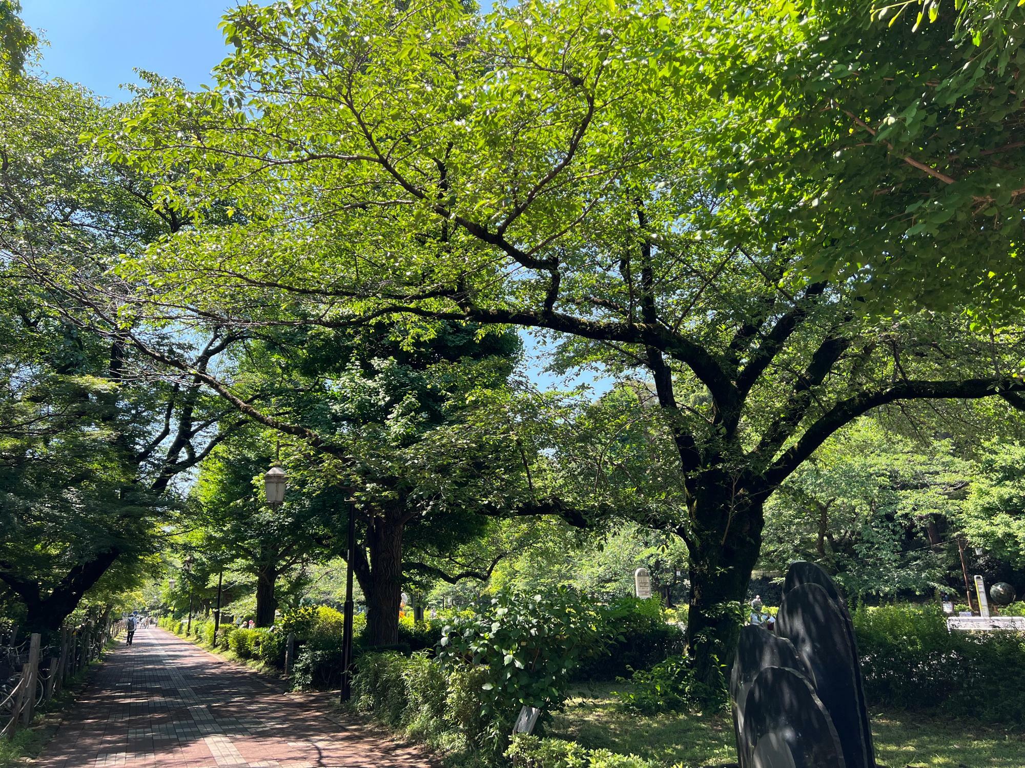 新緑の大学通り