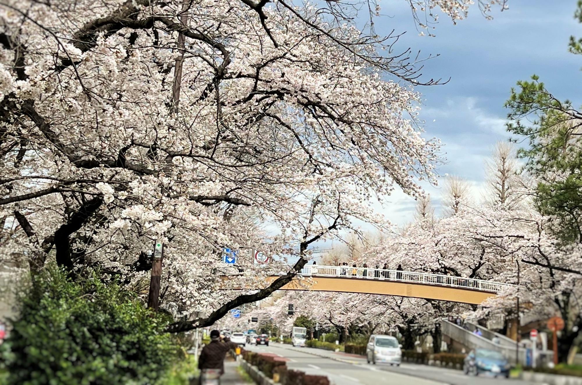 大学通りの桜並木　2023年3月24日撮影