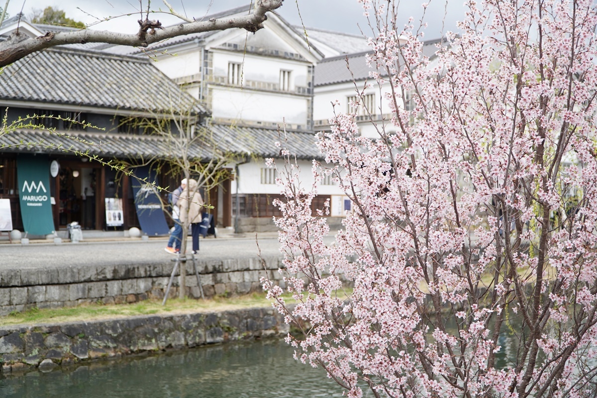 倉敷川沿いに桜が咲いていました