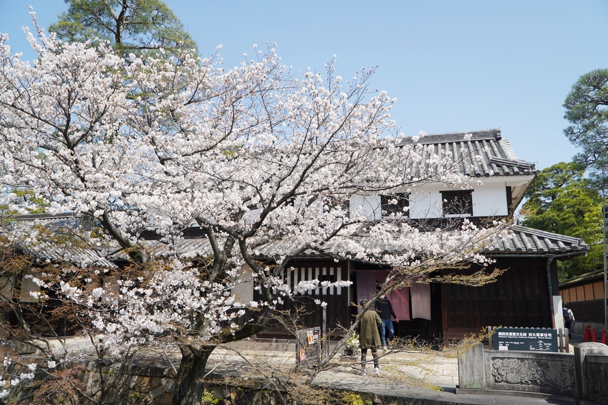 語らい座 大原本邸と桜。2023年3月29日撮影
