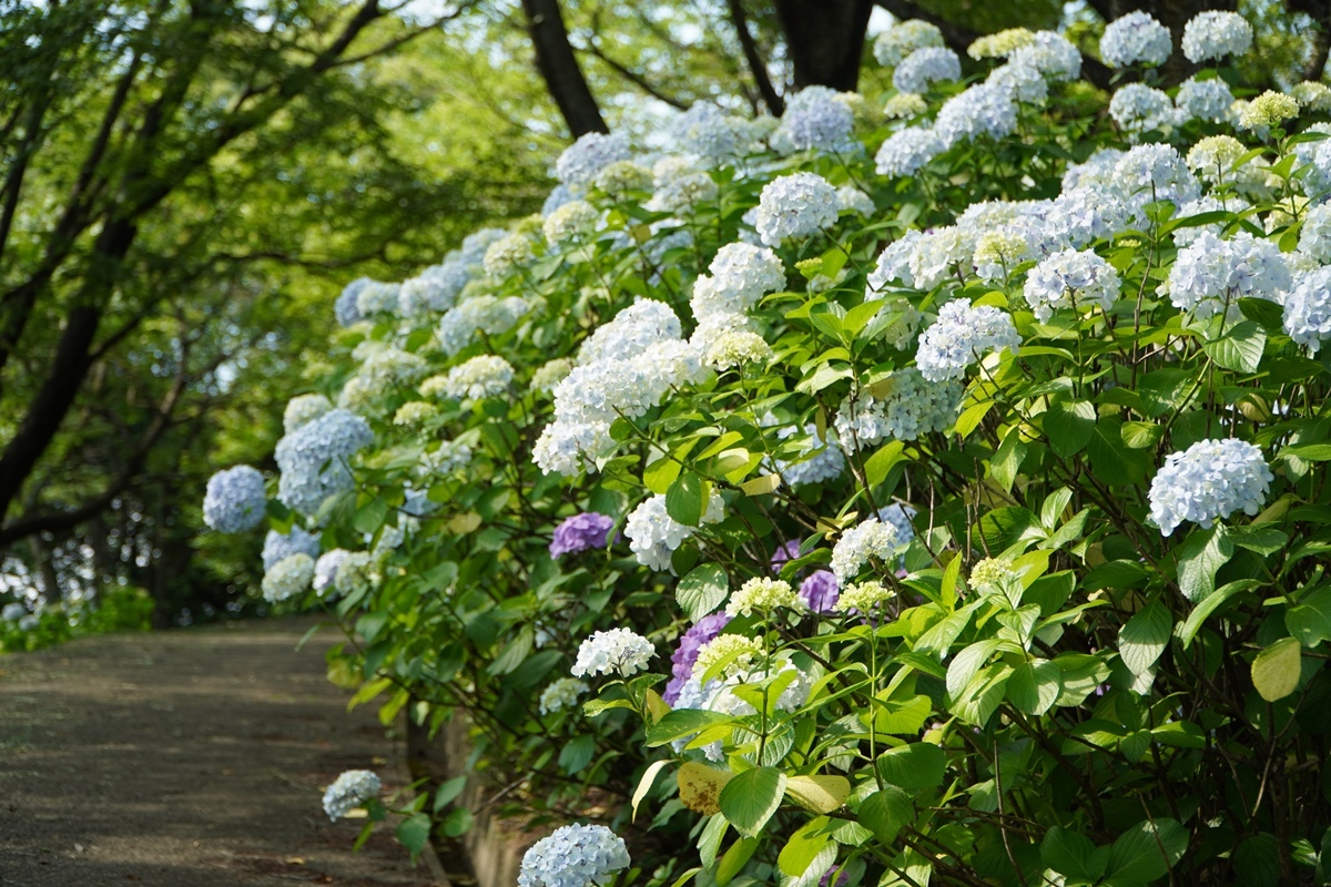 道の脇にもいっぱいに咲いています