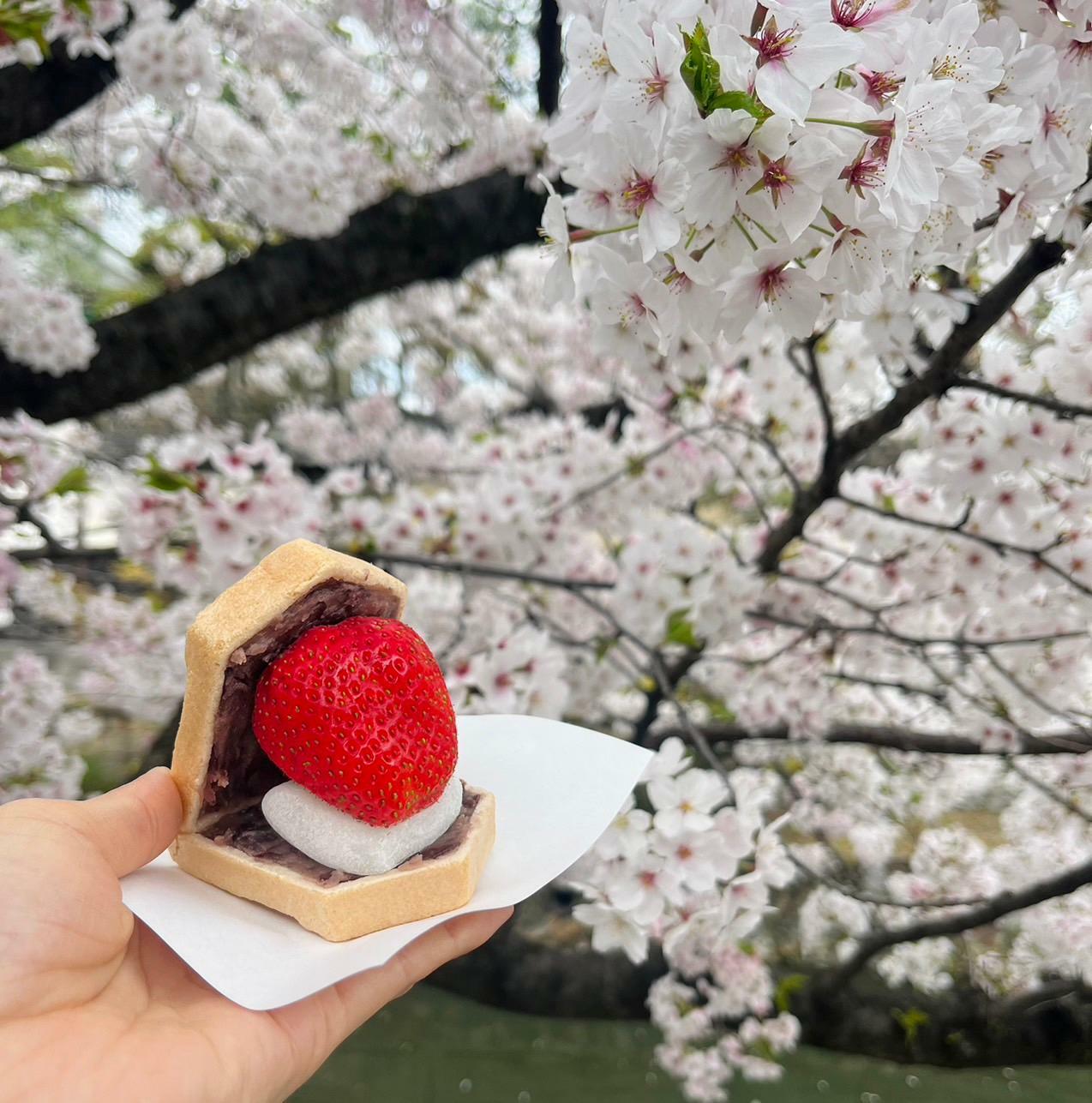 桜とスイーツ。最高な花見です