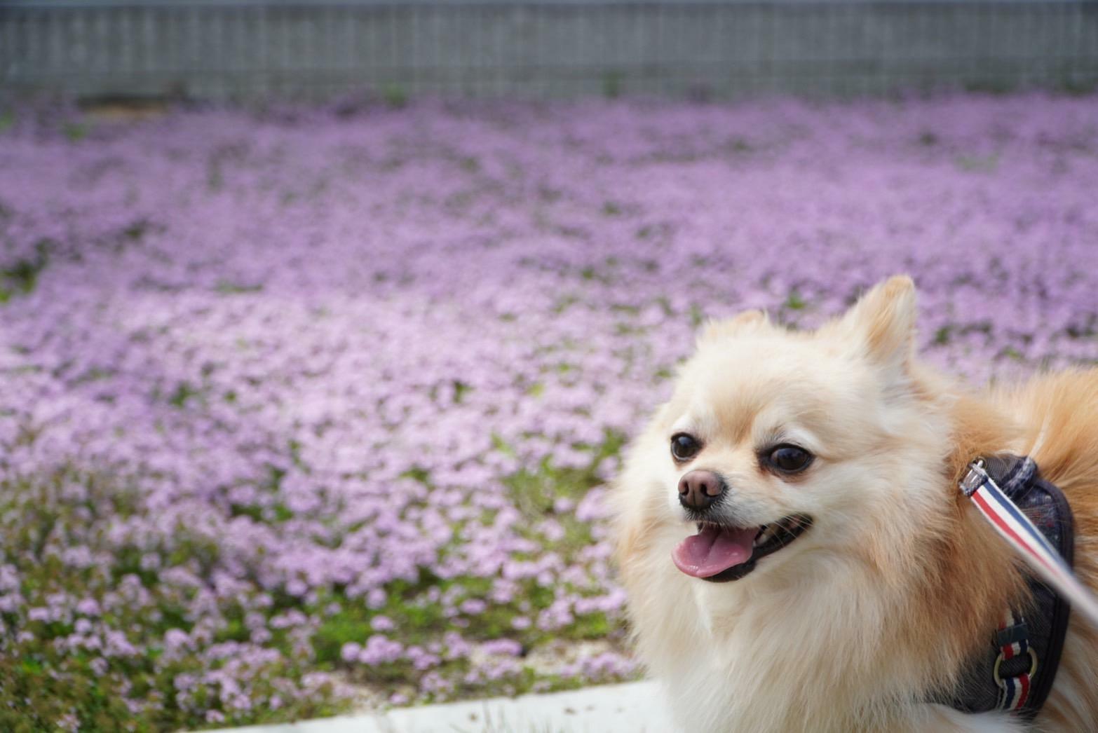 阿知スペース広場の一角に花が咲いていました