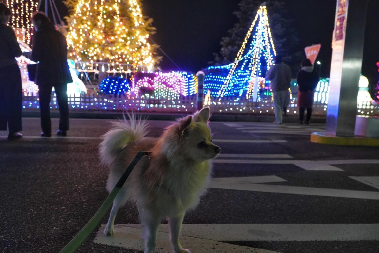 おまけ　愛犬と一緒に来ました。来年もまた一緒に行こうね