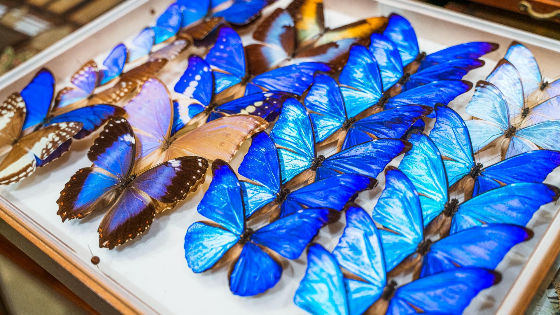 昆虫標本（展示品として使用）7 蝶各種 昆虫標本 蝶の標本 ゼフィリテスモルフォ メタリック調