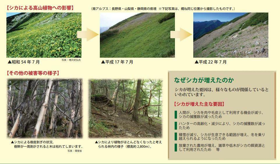 出典：環境省パンフレット　シカが日本の自然を食べつくす !?https://www.env.go.jp/nature/choju/effort/effort8/about/pdf/meaning02.