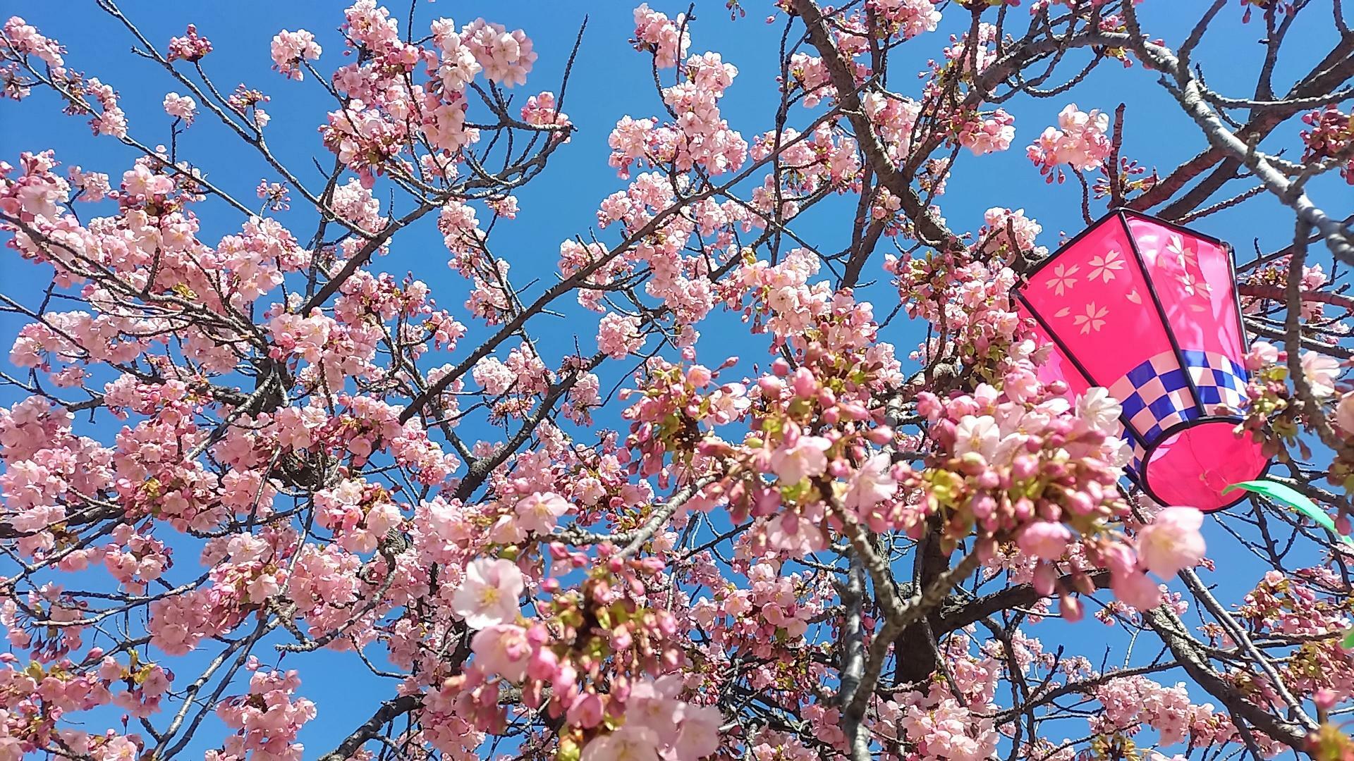 ※桑名寺町通り商店街沿いの河津桜(2024年2月28日撮影)