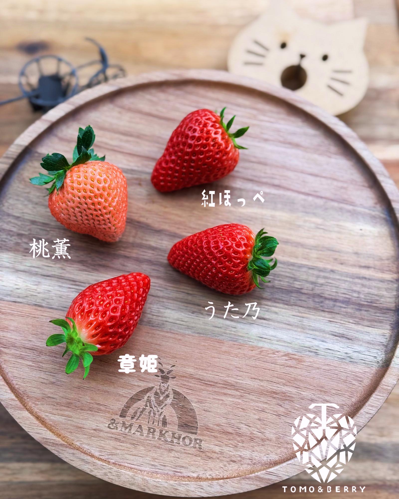 桑名市】直売所で美味しい採りたて苺を購入可能♪ 3種食べ比べ