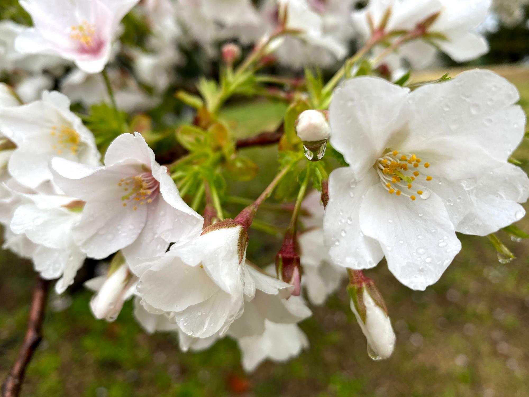 桜は、ほんとフォトジェニックですね！魅了されました！