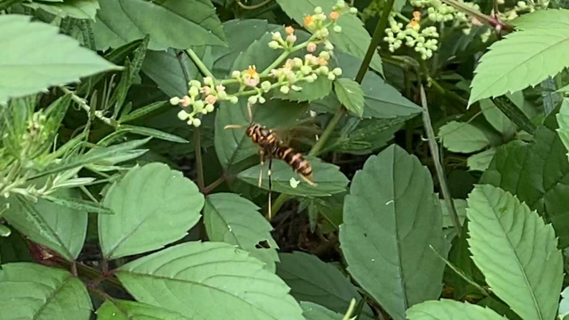花の蜜に向かうアシナガバチ