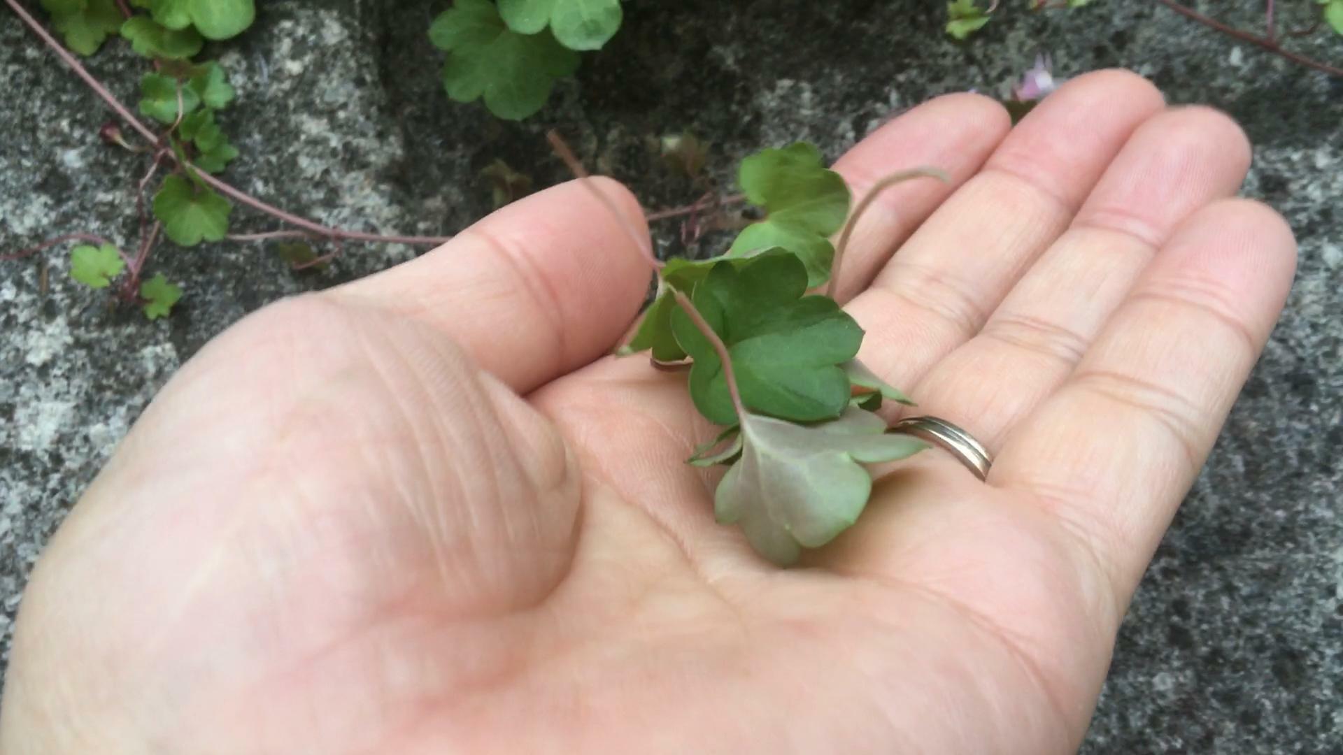 今回は葉の部分をメインに食してみたいと思います。