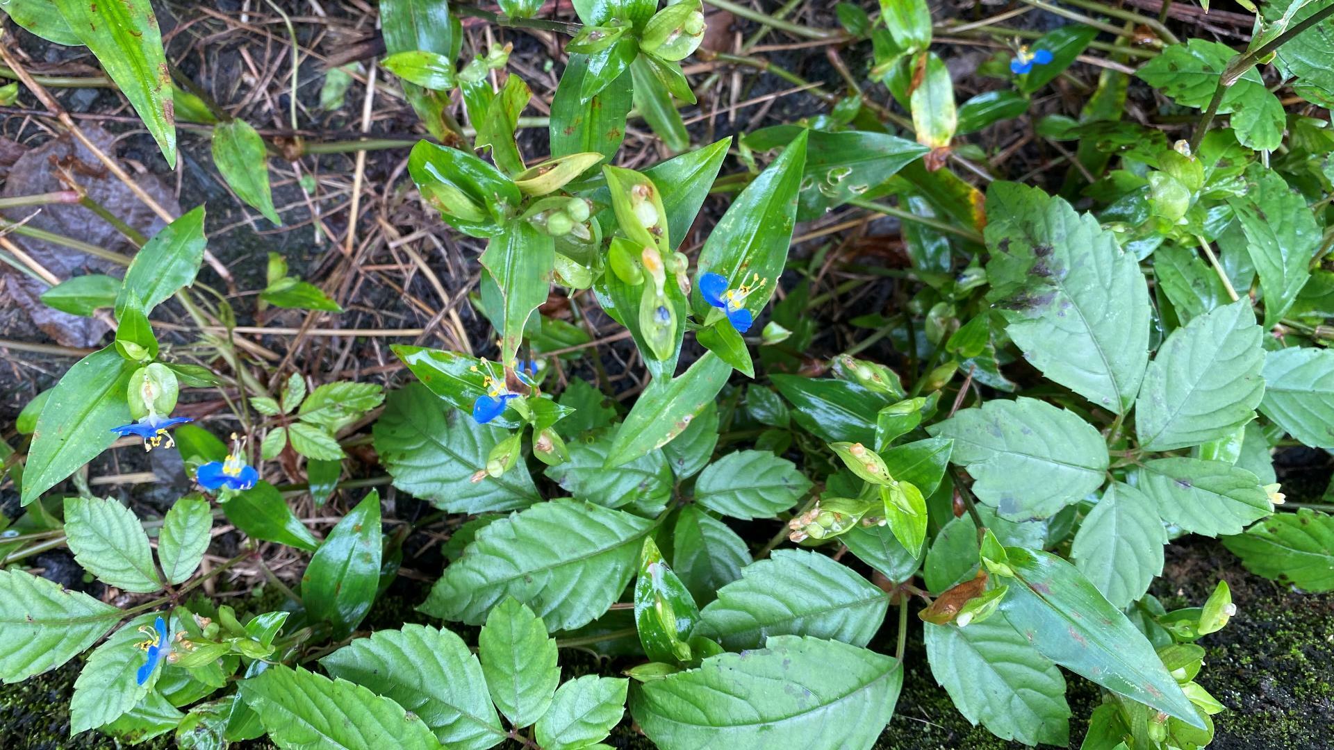 ヤブガラシと共存するつゆ草。葉は枯れ始めているが青色の花は咲いている。