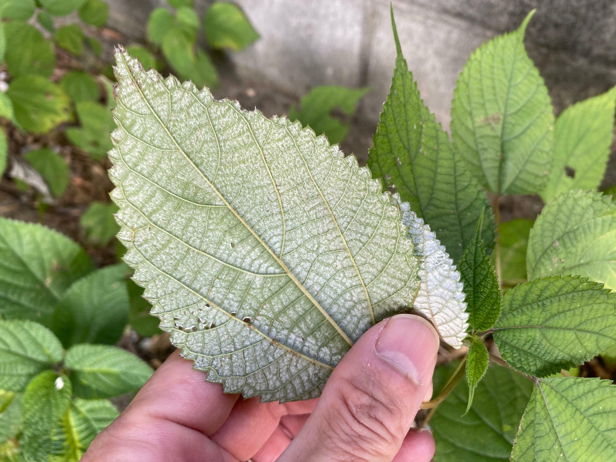 カラムシの葉裏はこんな感じです。