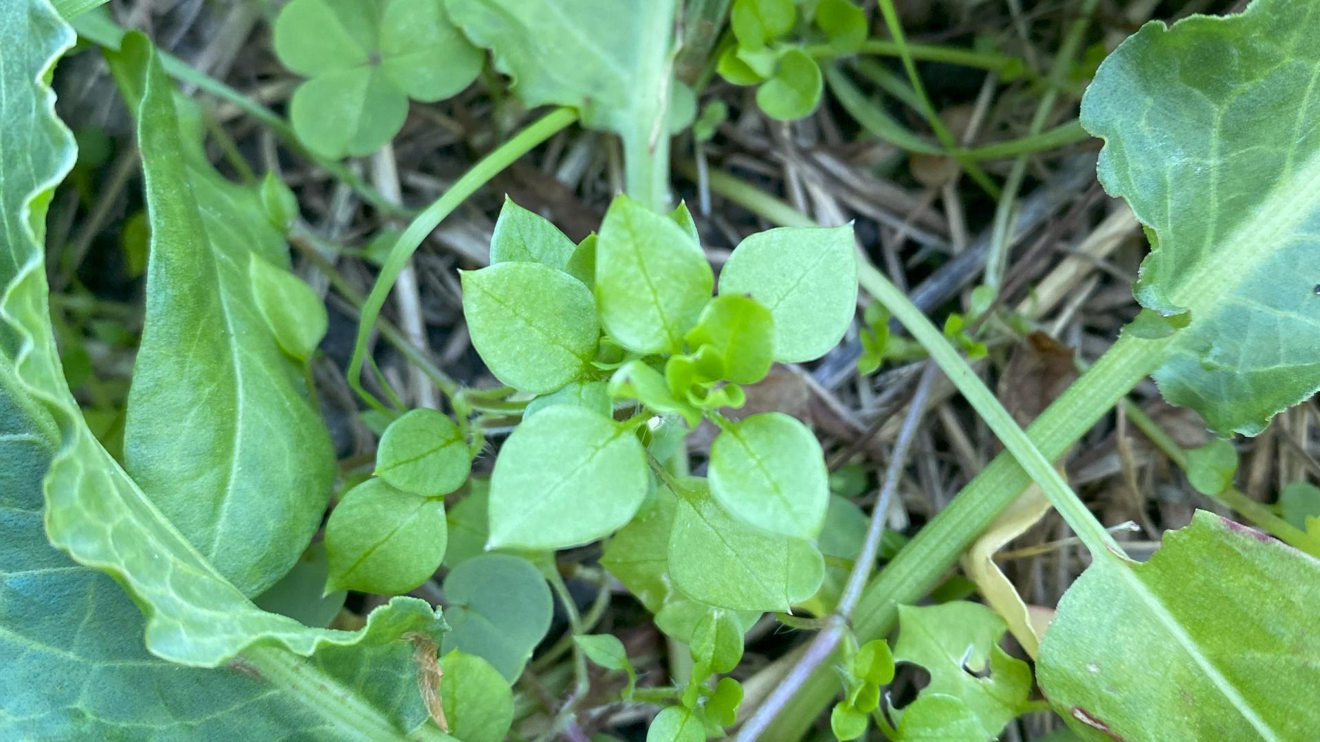 先日見かけた野草「ハコベ」