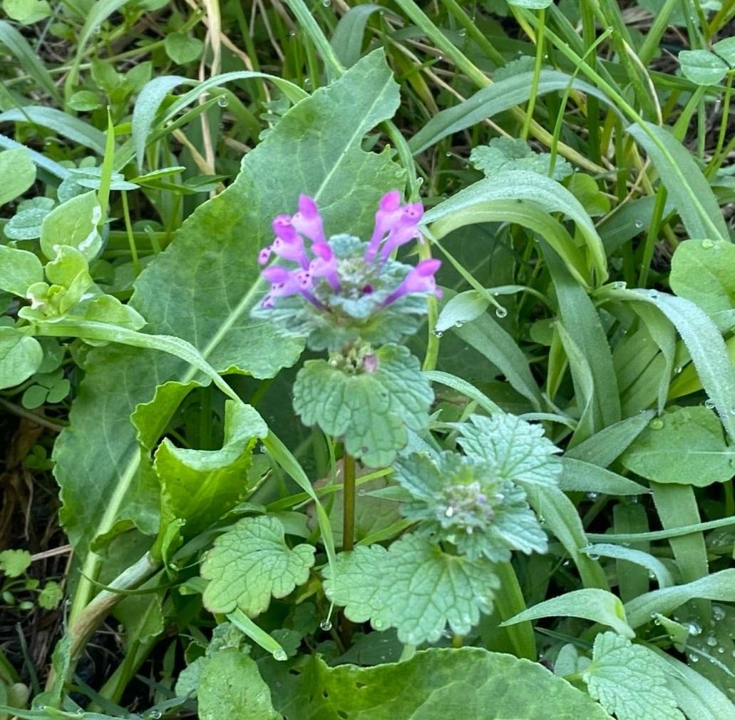 この時期でも開花していました。