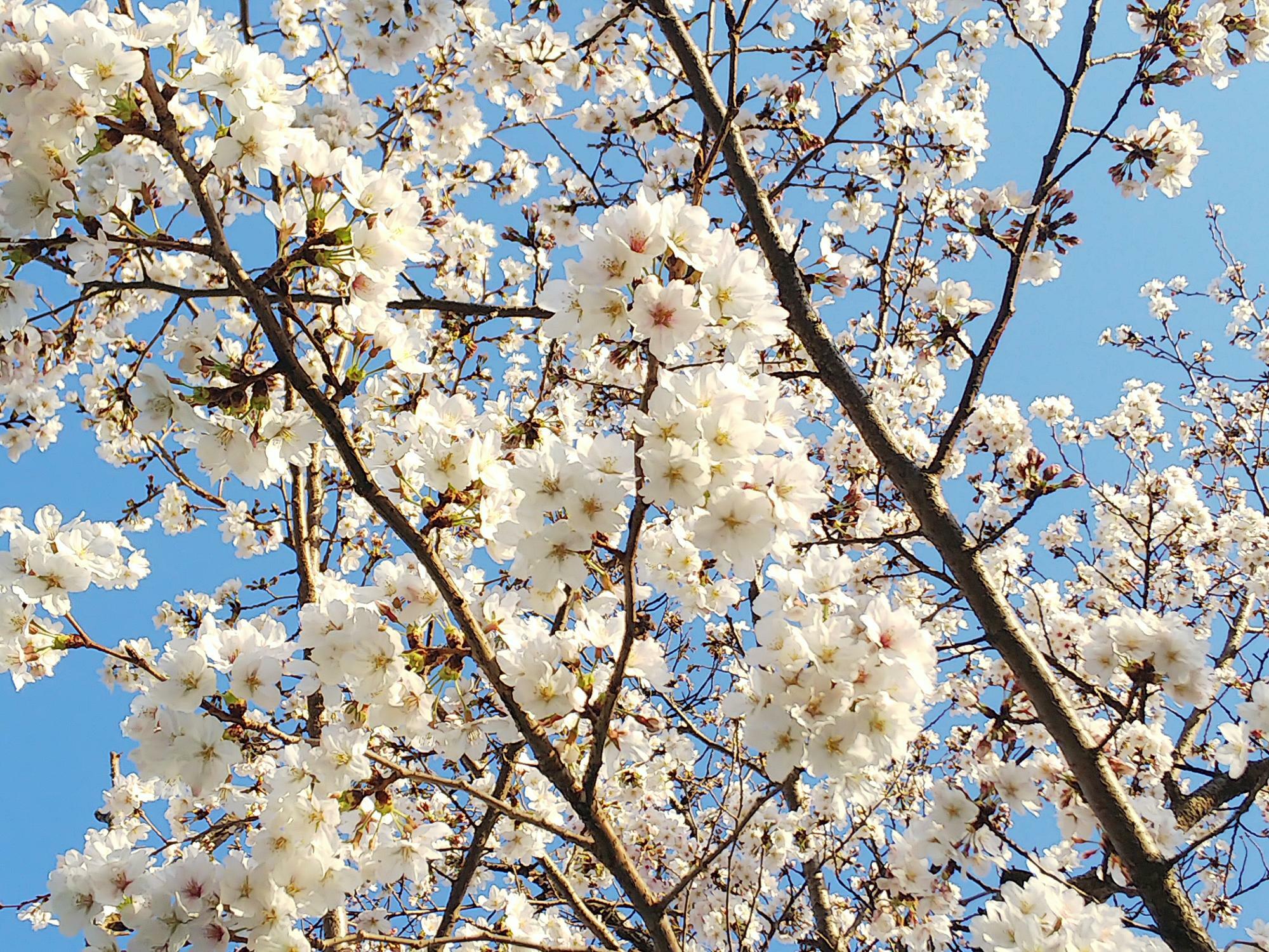 西条中央公園（グランド側）の桜
