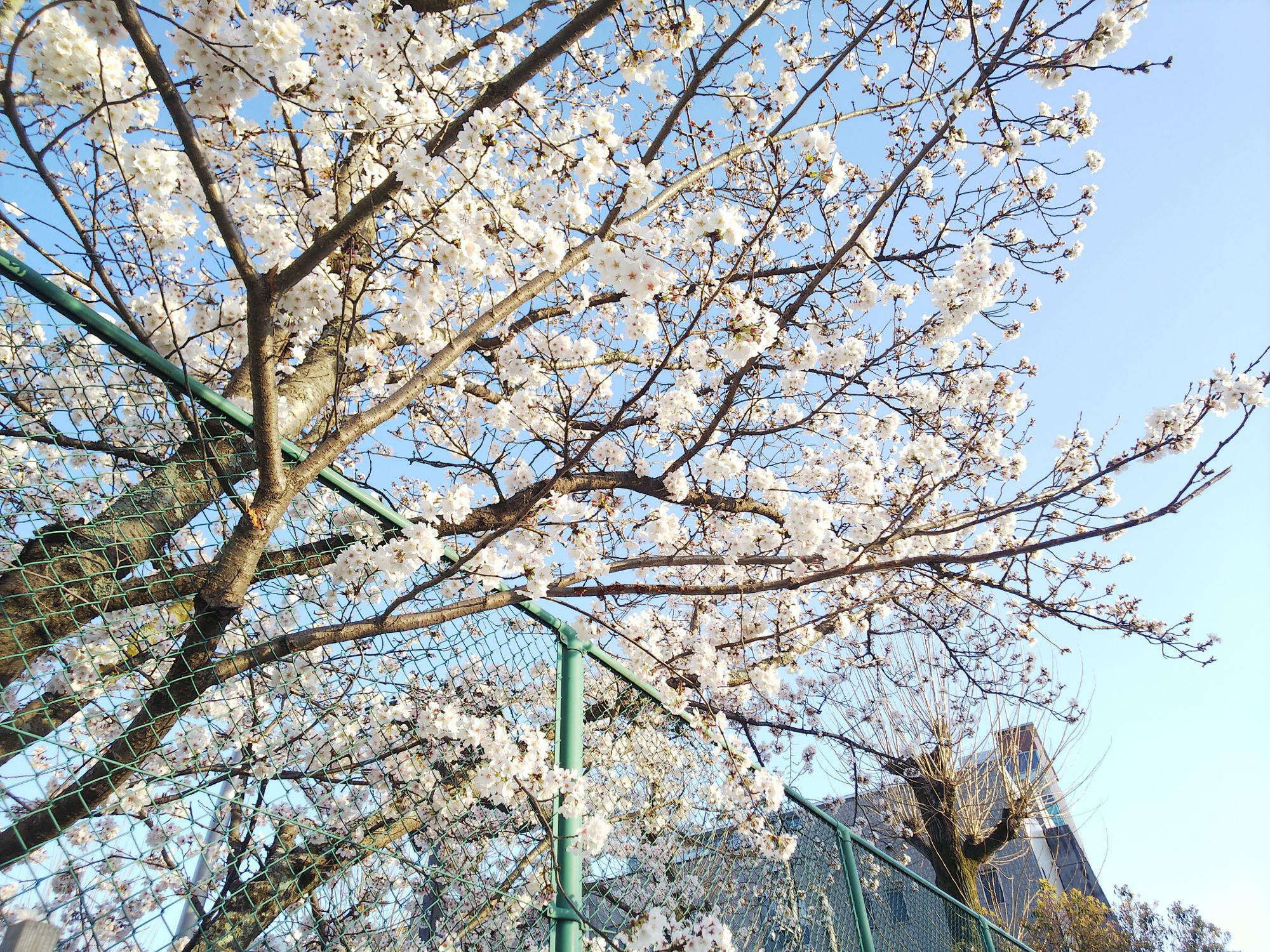 東広島市役所北館と、西条中央公園（テニスコート側）の桜