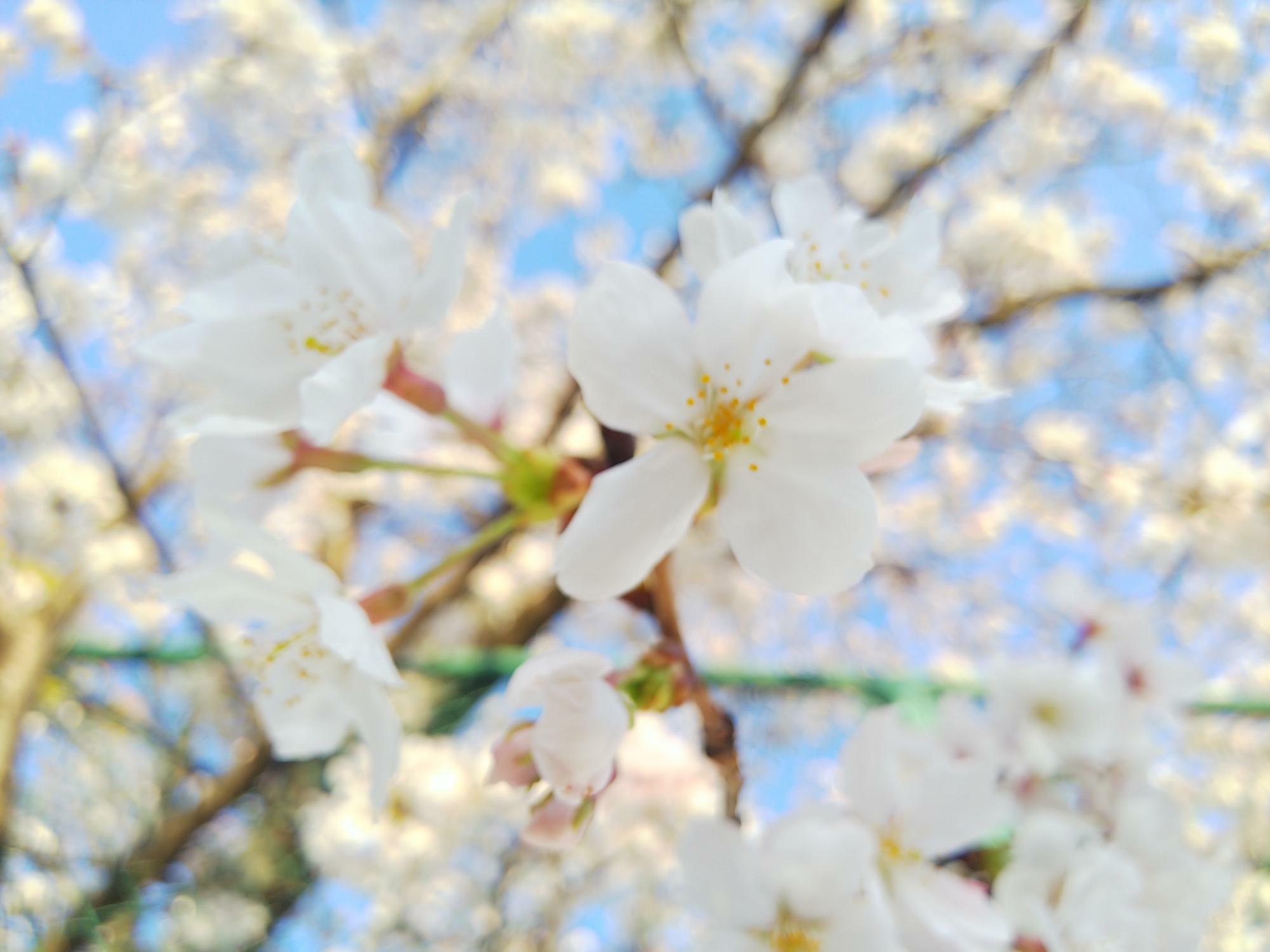 西条中央公園（テニスコート側）の桜