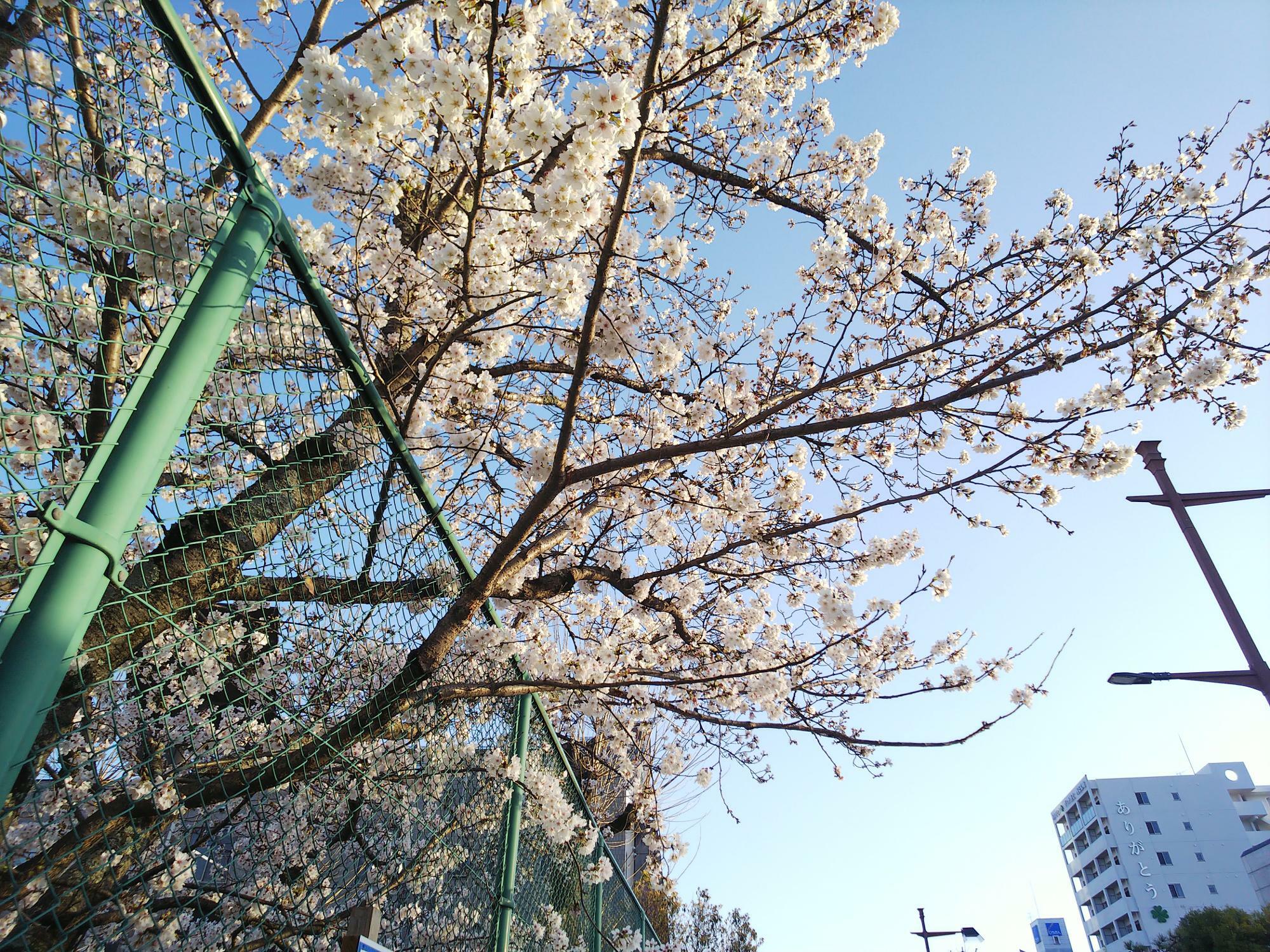 ブールバール沿い、西条中央公園（グランド側）の桜