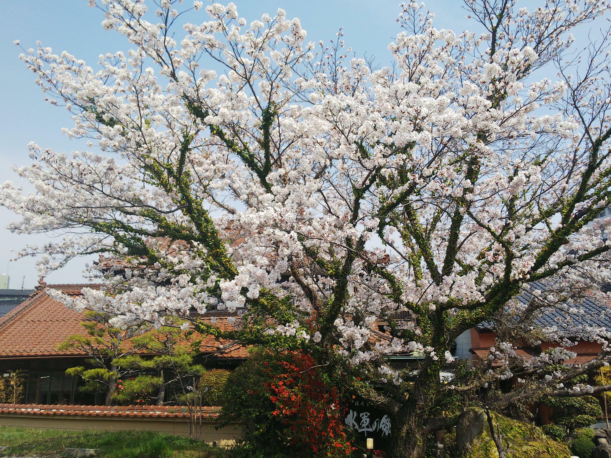 活けす料理　水軍の郷の桜が綺麗でした