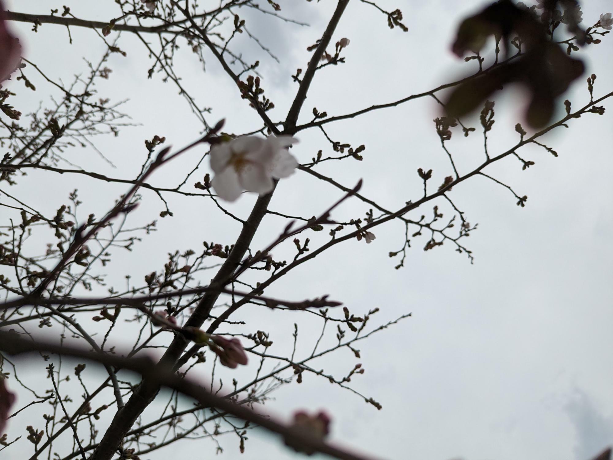 郷田地区の桜
