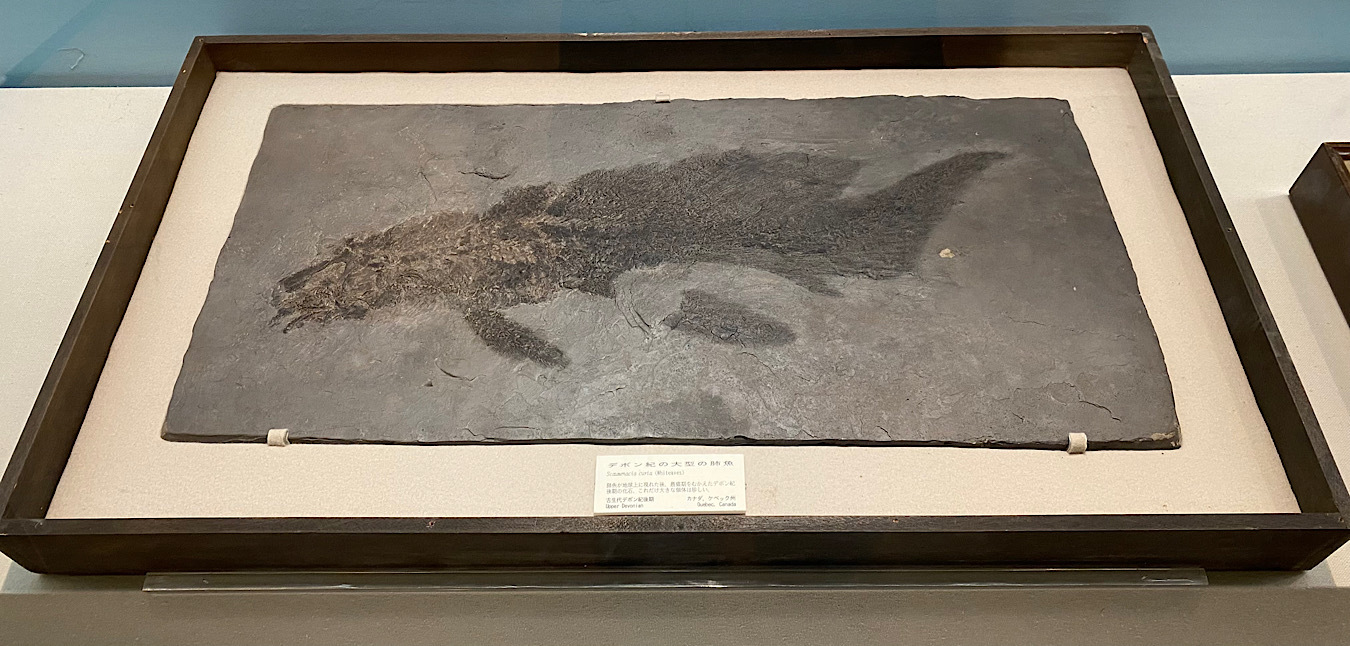「デボン紀の大型の肺魚の化石」
